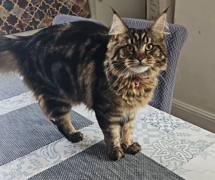 Nala - 1 India Street, Accrington