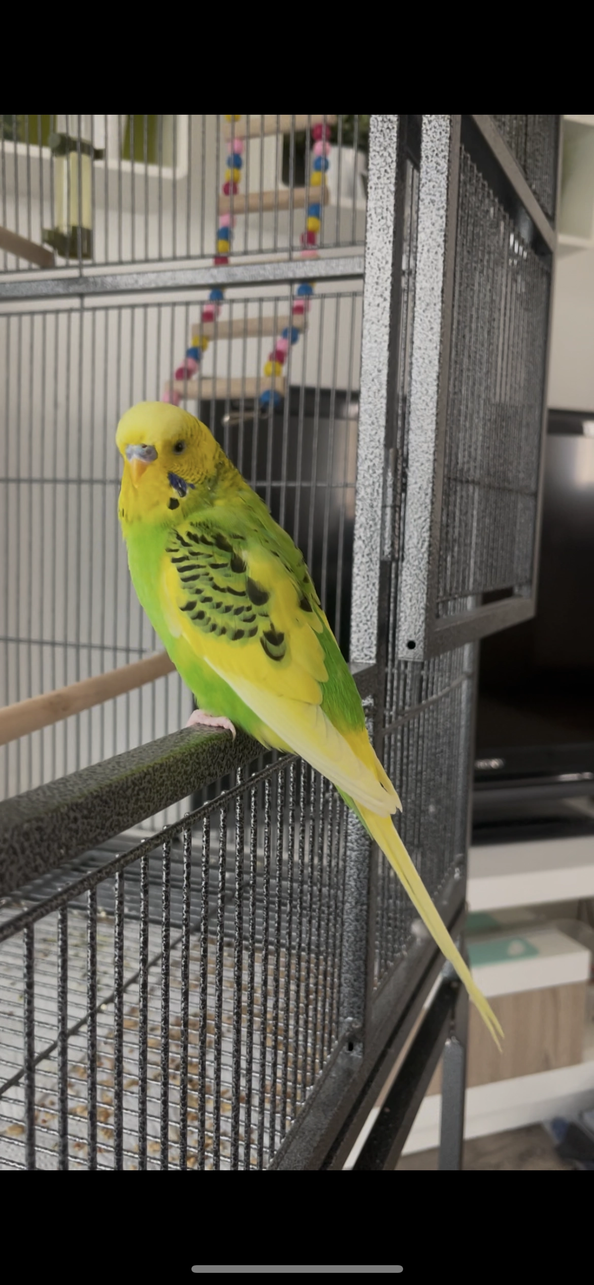 Nuni - Dellbrück, Köln