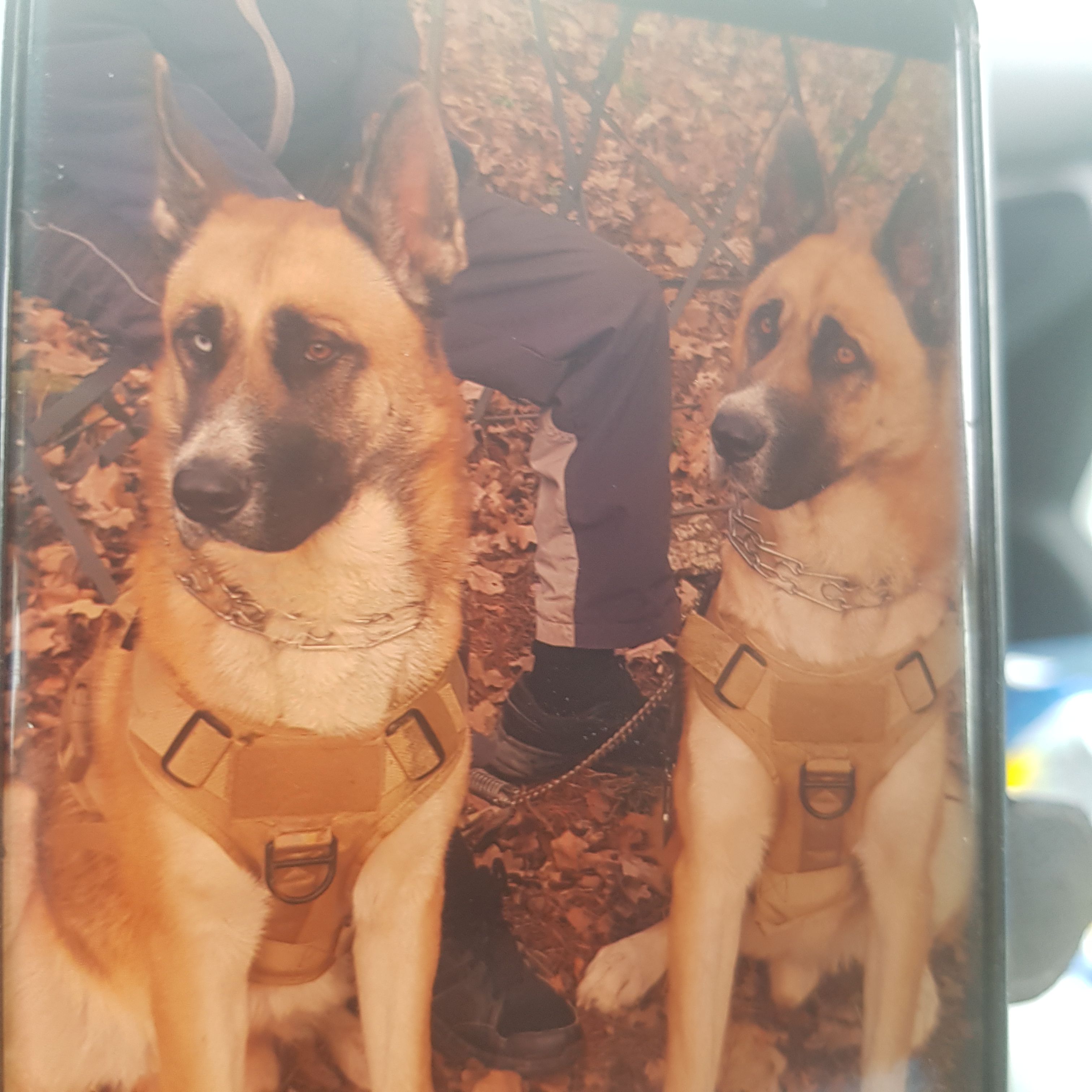 Lilou Batman raven - Castel-Novel, Varetz