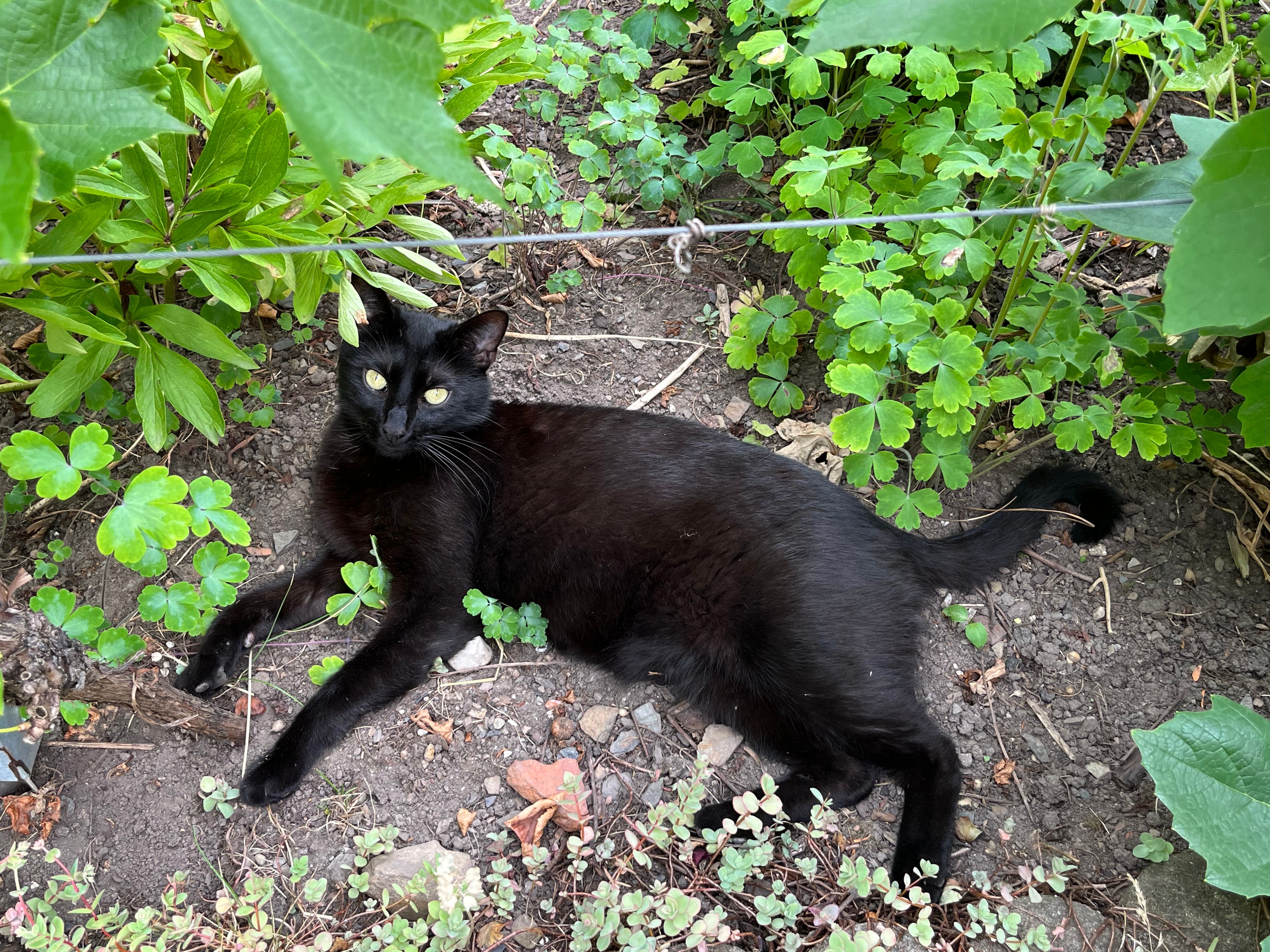 Karli - Luthergasse, Zeulenroda-Triebes
