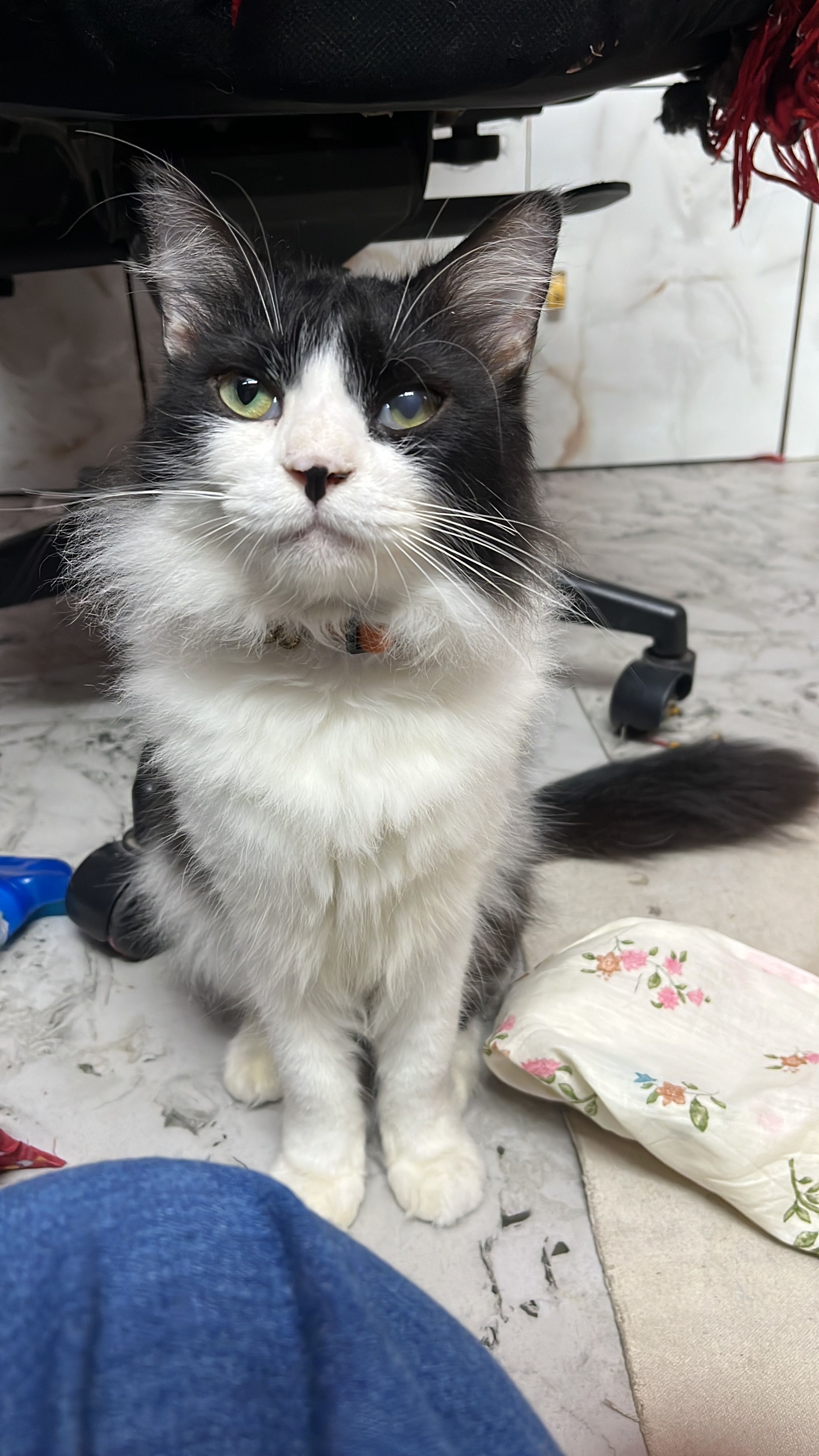 Kittu - Mafidul Islam Lane, Kolkata