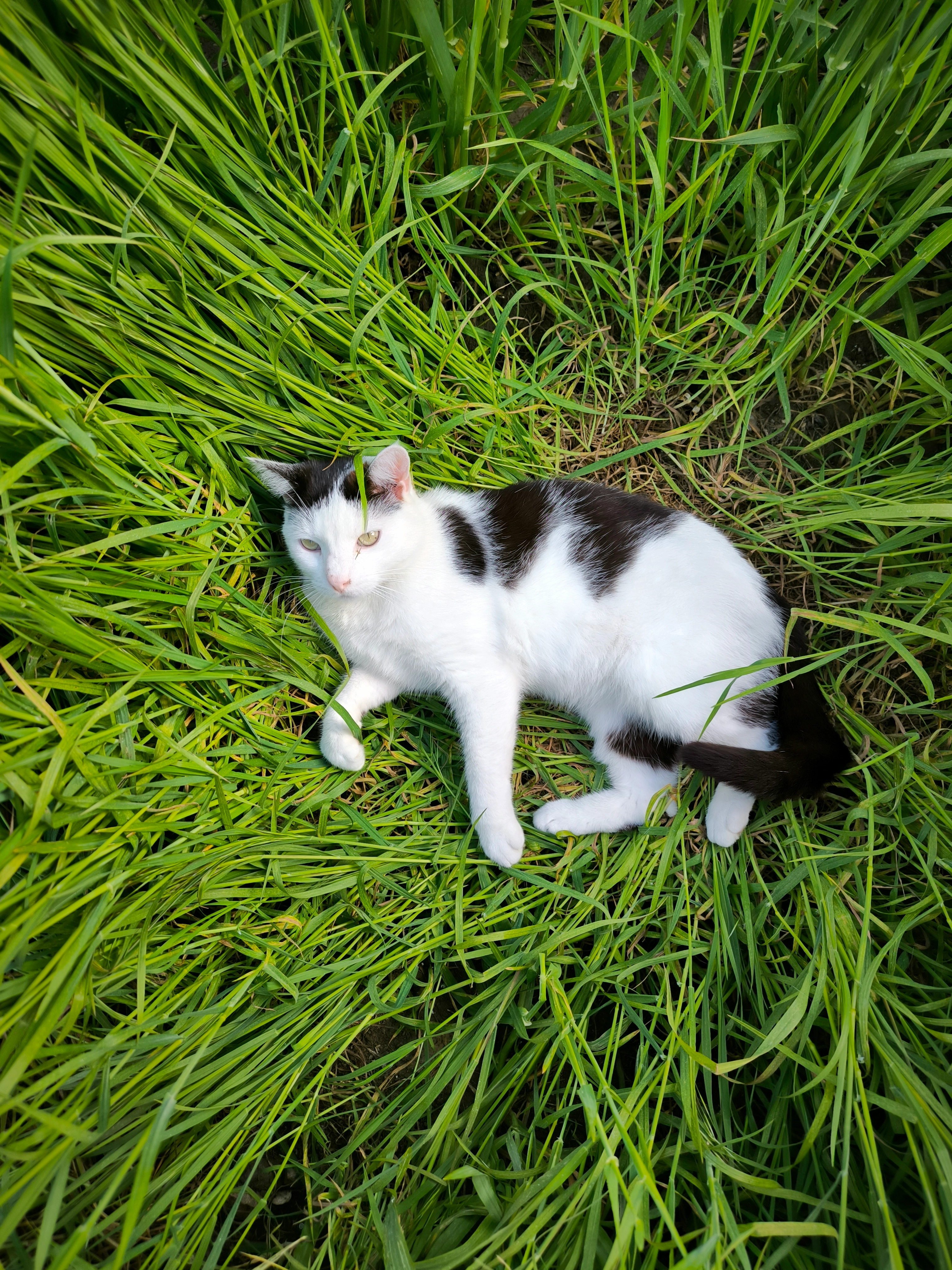 Micouse - 1310 Chemin du Médecin, Mas-Saintes-Puelles