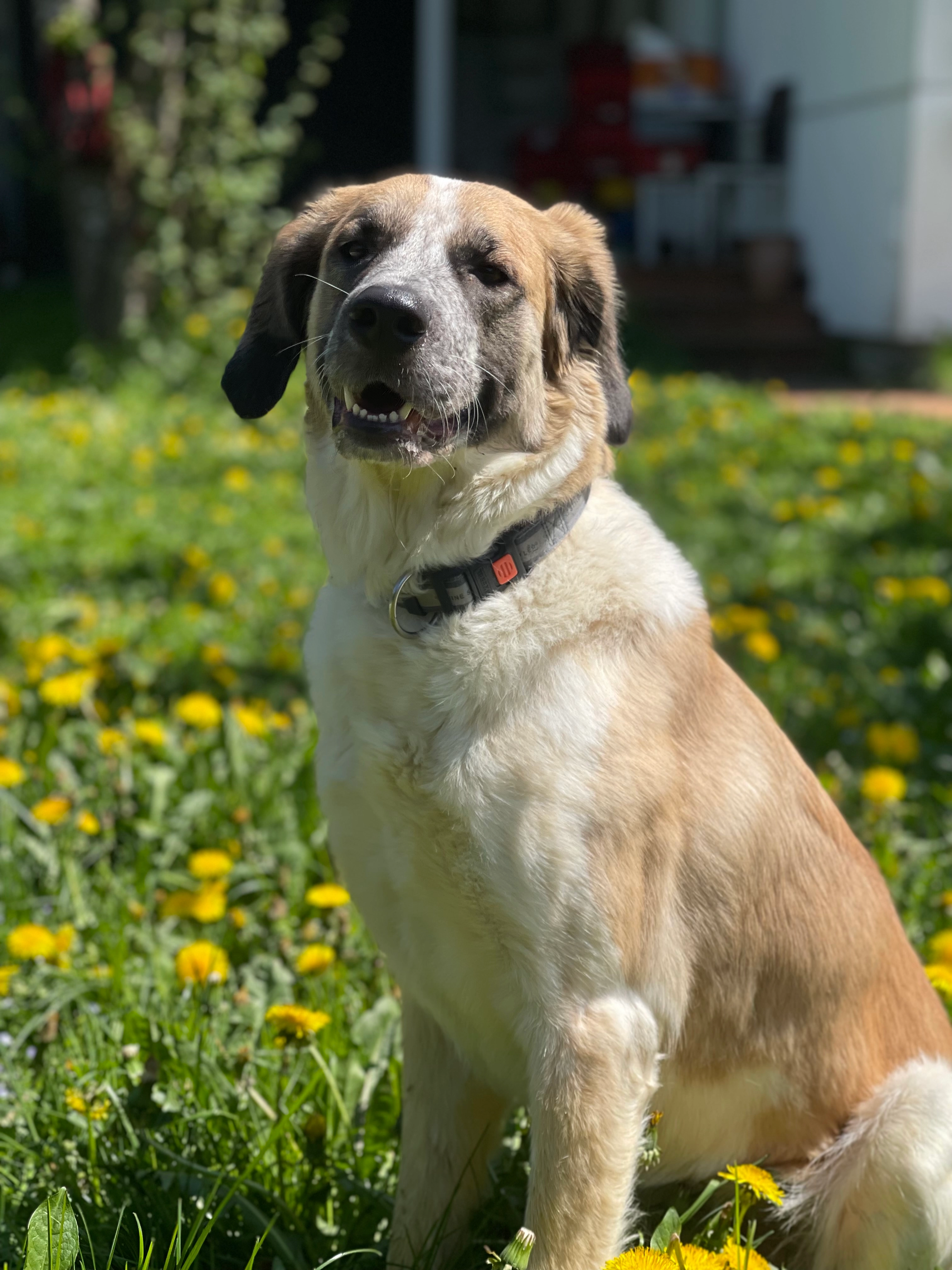 Fanny - Hauptstraße 18, Neuhofen im Innkreis