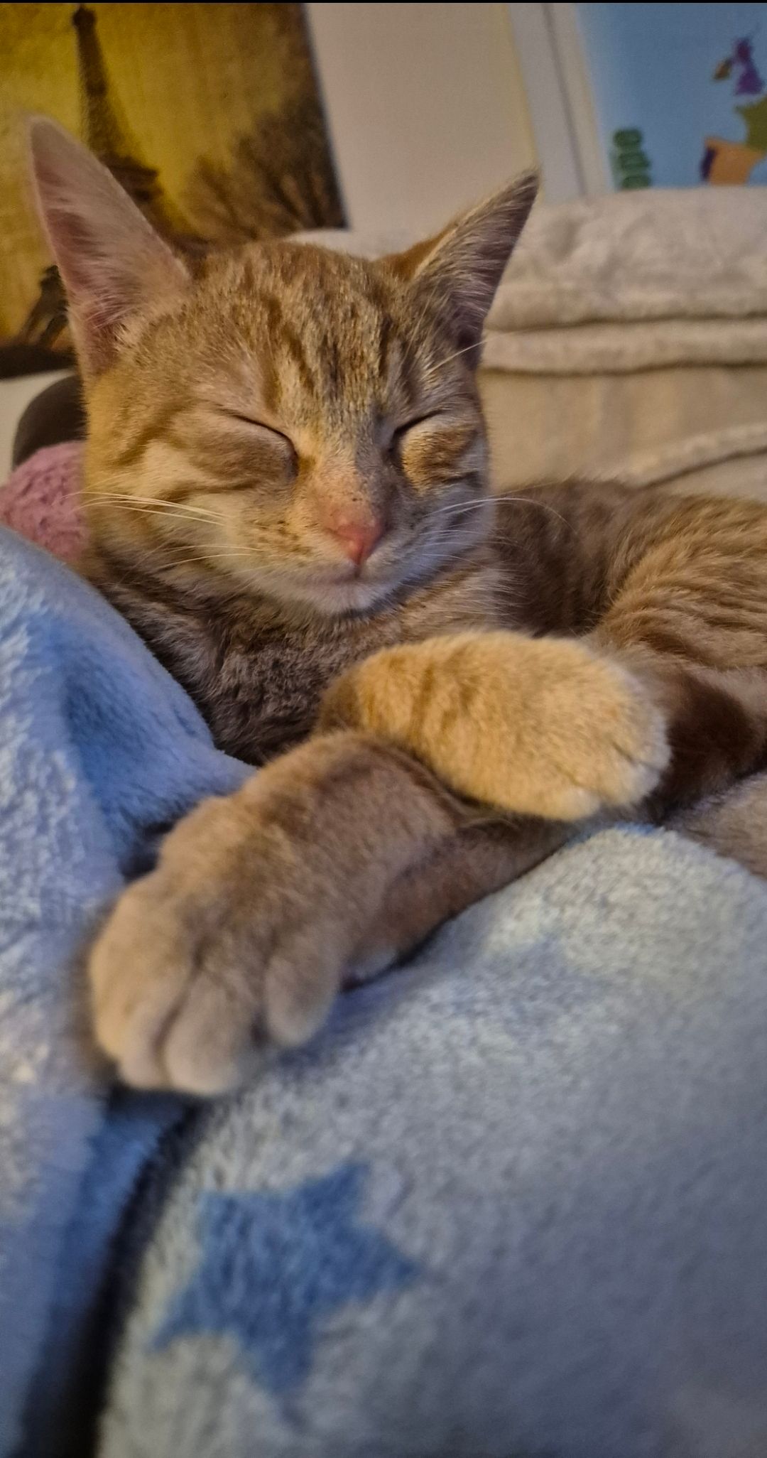 Gingy - Legion Terrace, Longford