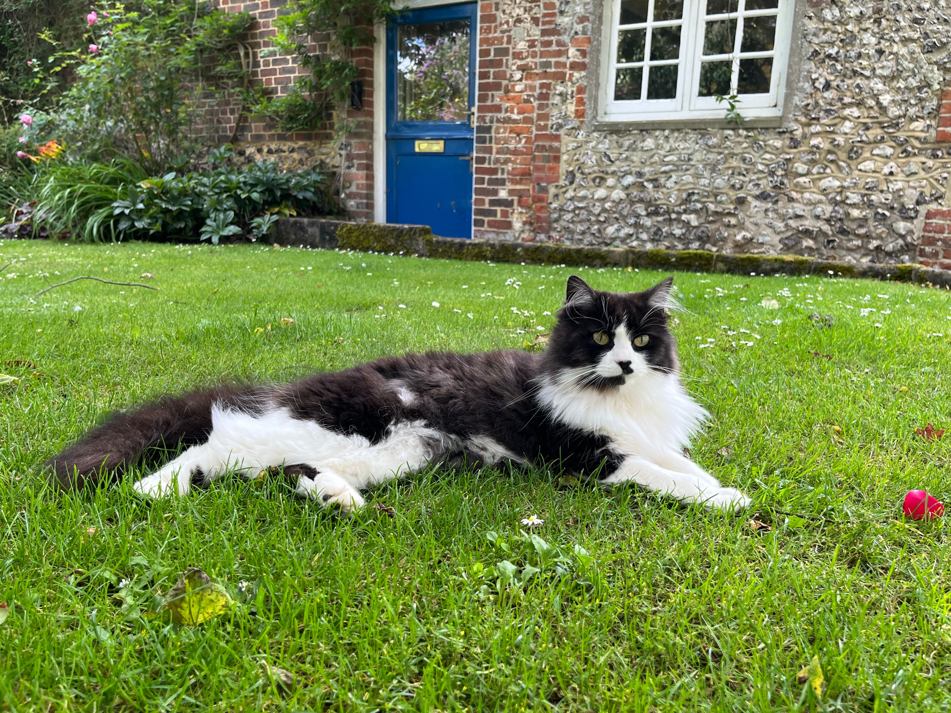 Romy - Strettington Lane, Chichester