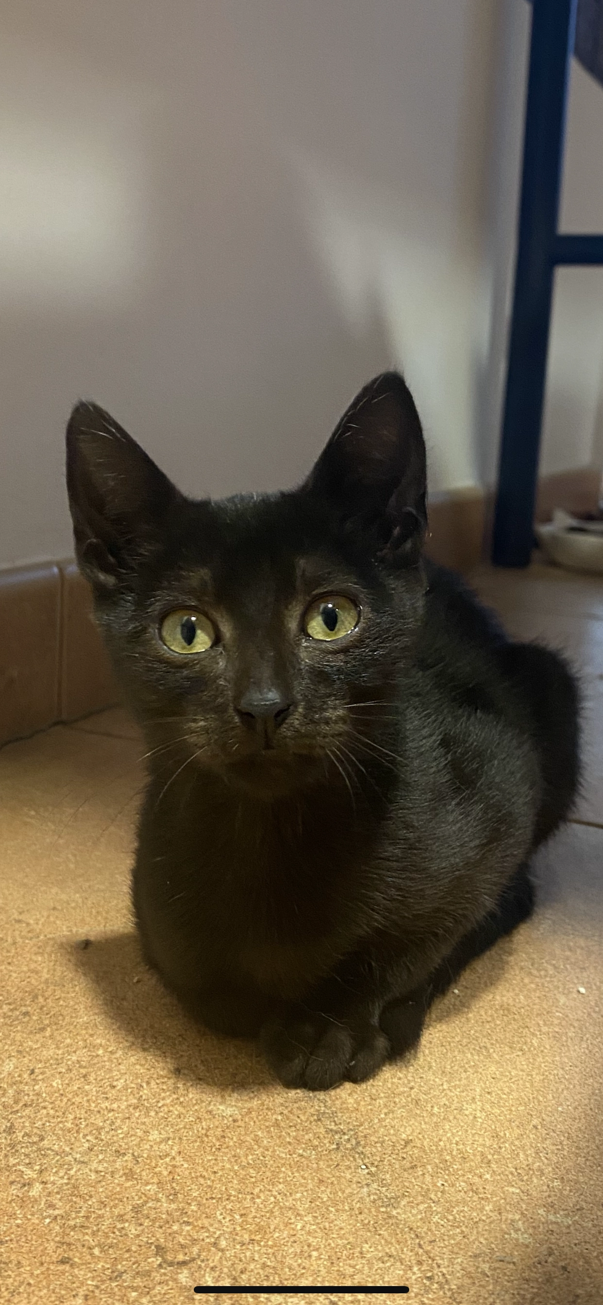 Pantera - Santa Ana Plaza 7, Zestoa