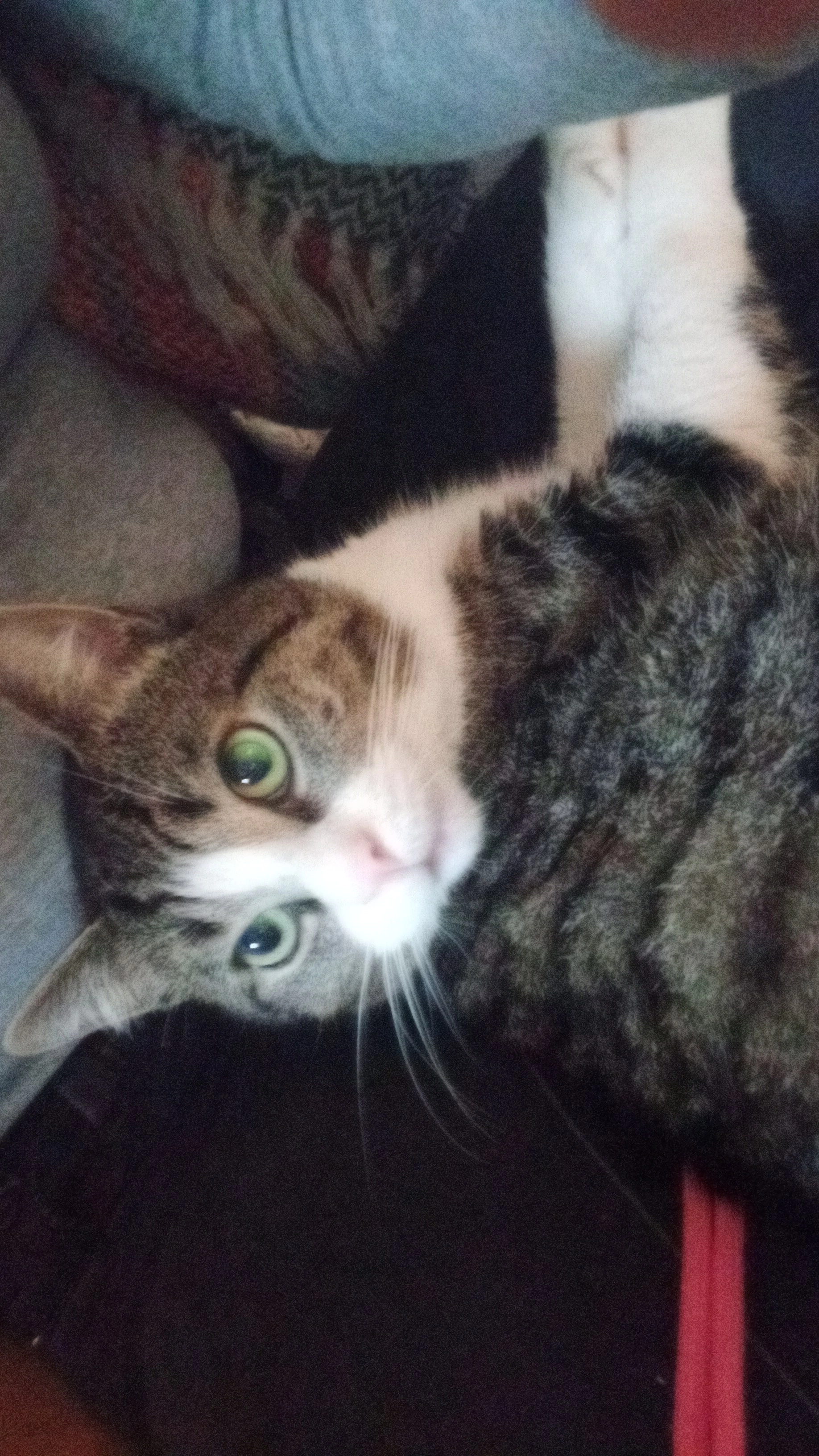 Sushi  - Clos De Bérine, Waterloo