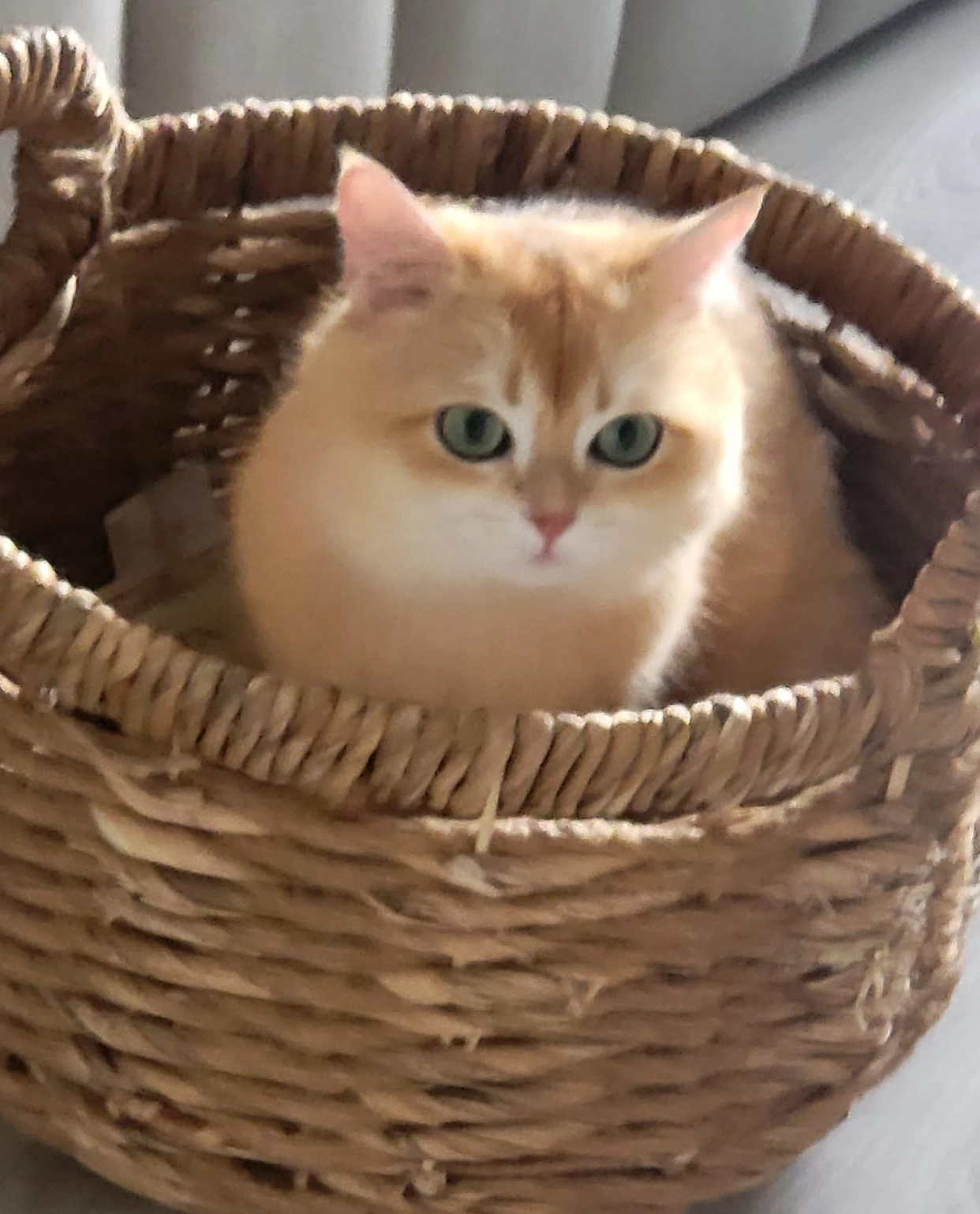 SABBY - Coniston Crescent, Slough