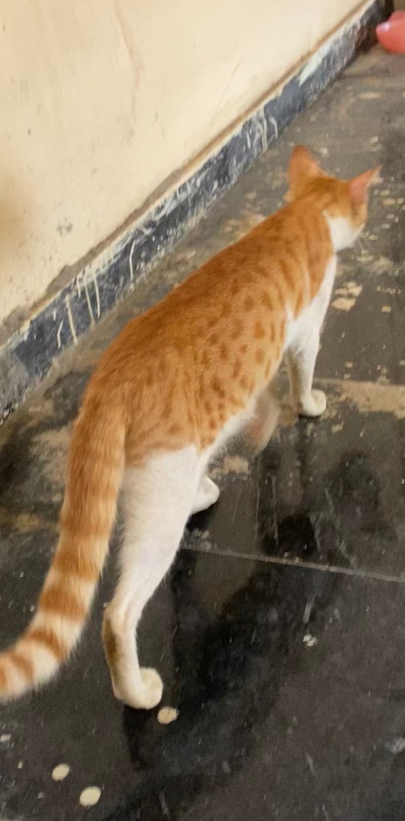 Bracelet - Sion Hospital Colony, Mumbai