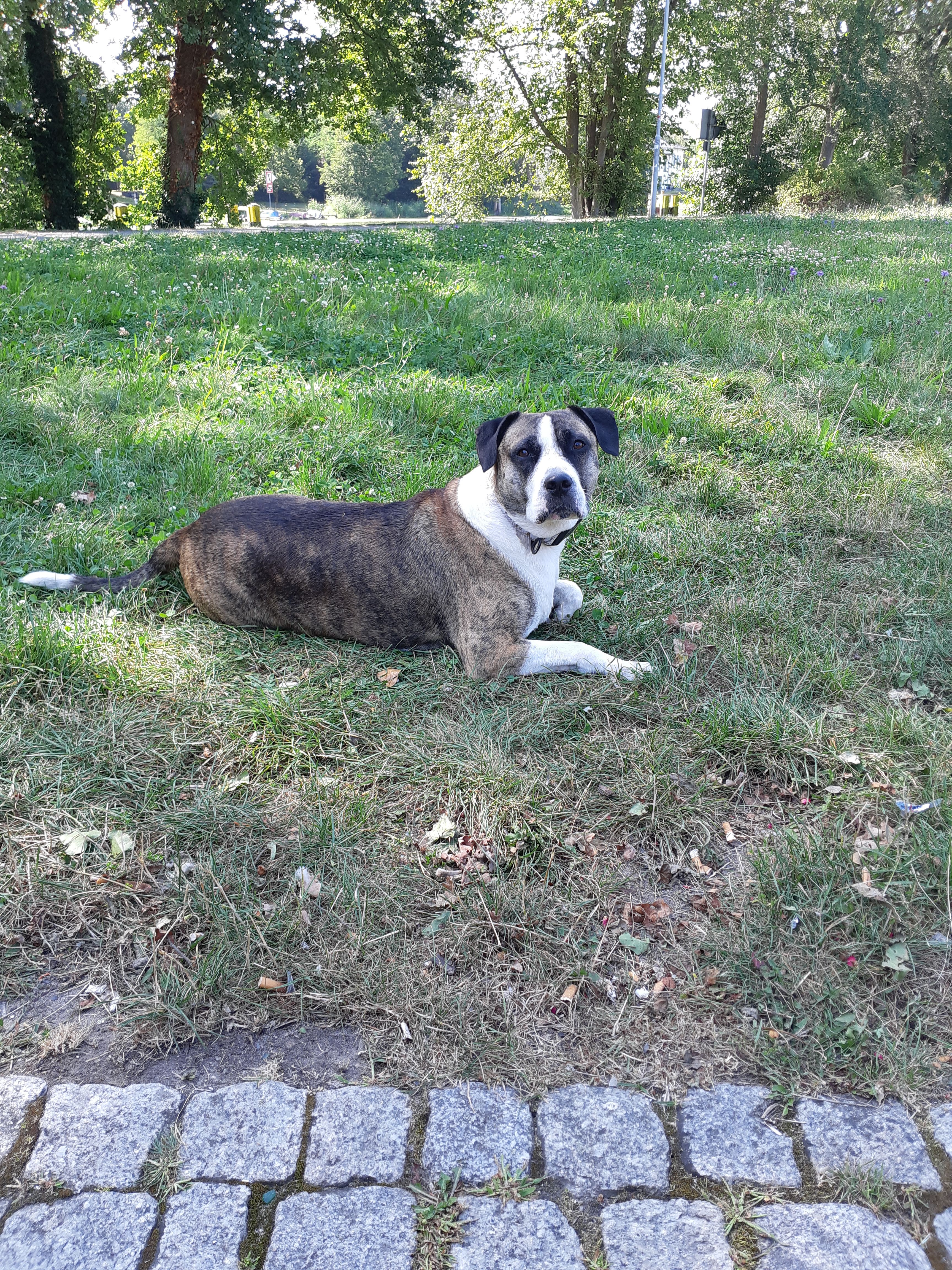 Barnie - Furstenwalde, Choszczno