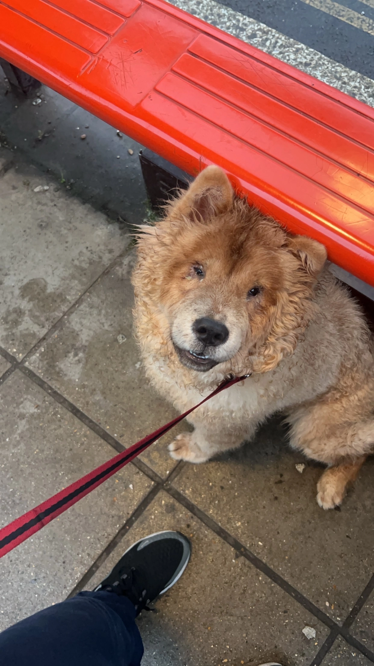 Koda - Albany Park Avenue, Enfield