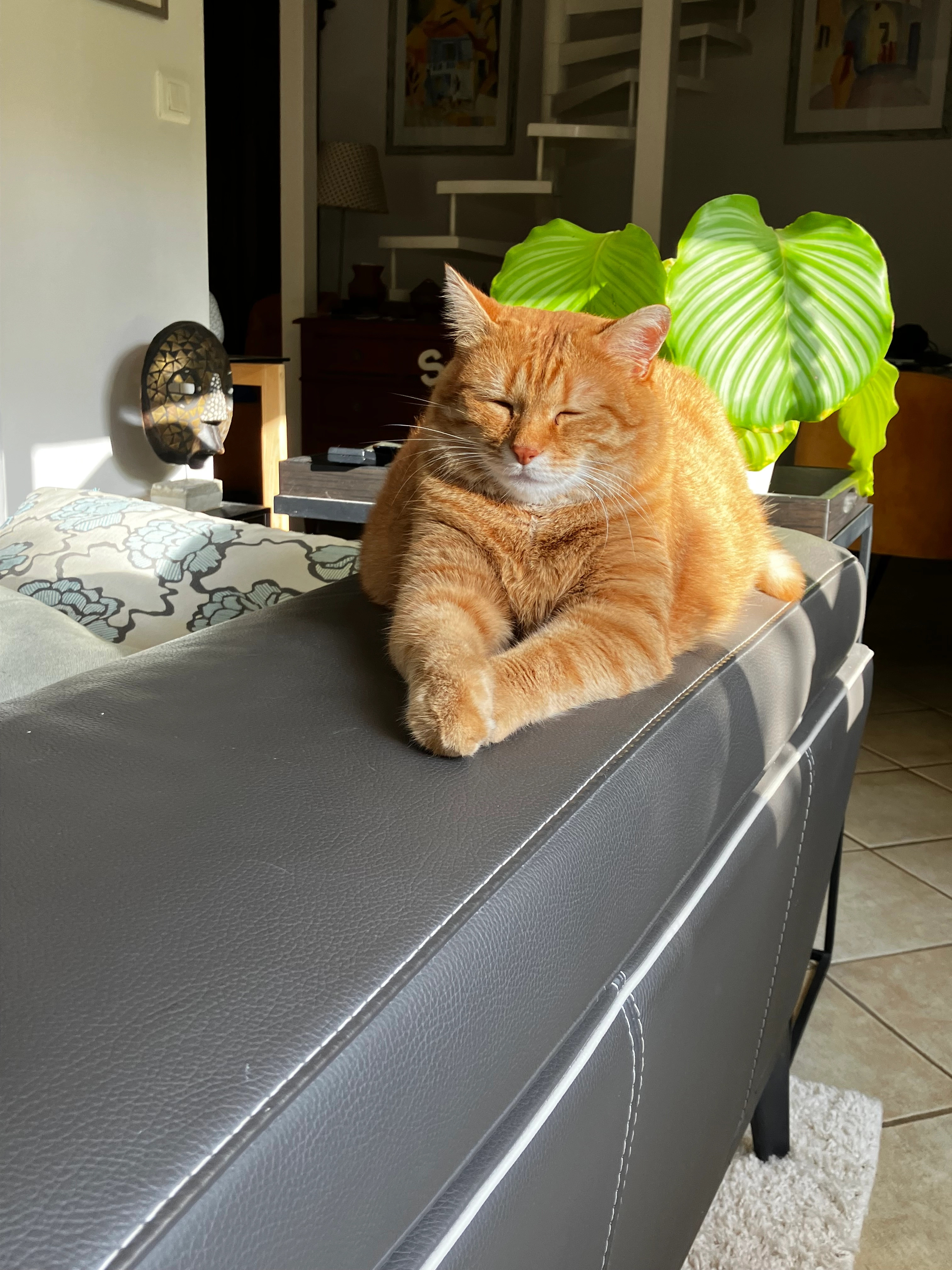 Joe - 69 Boulevard de Genève, Béziers