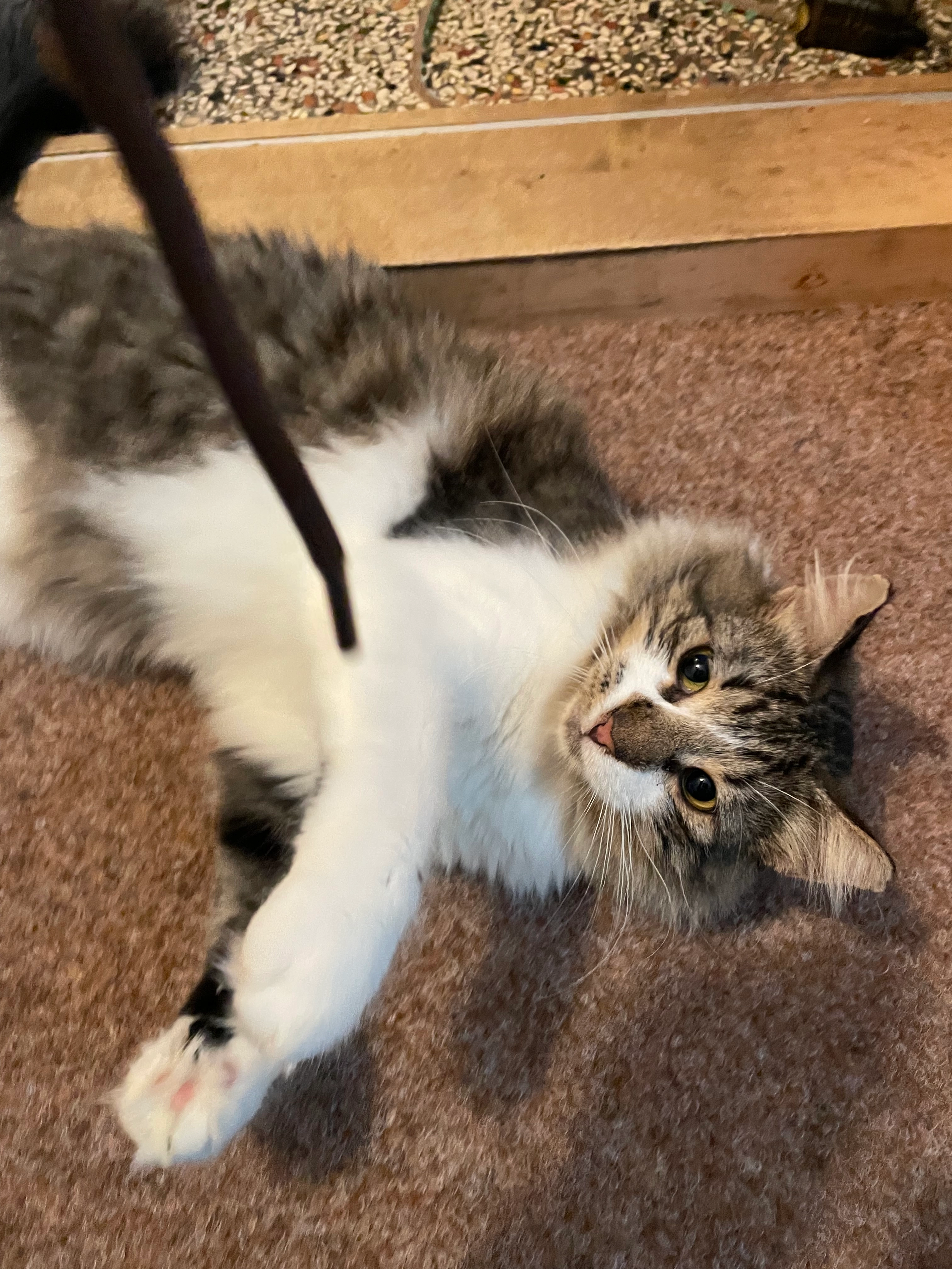 Hugo - Lange Straße, Sindelfingen