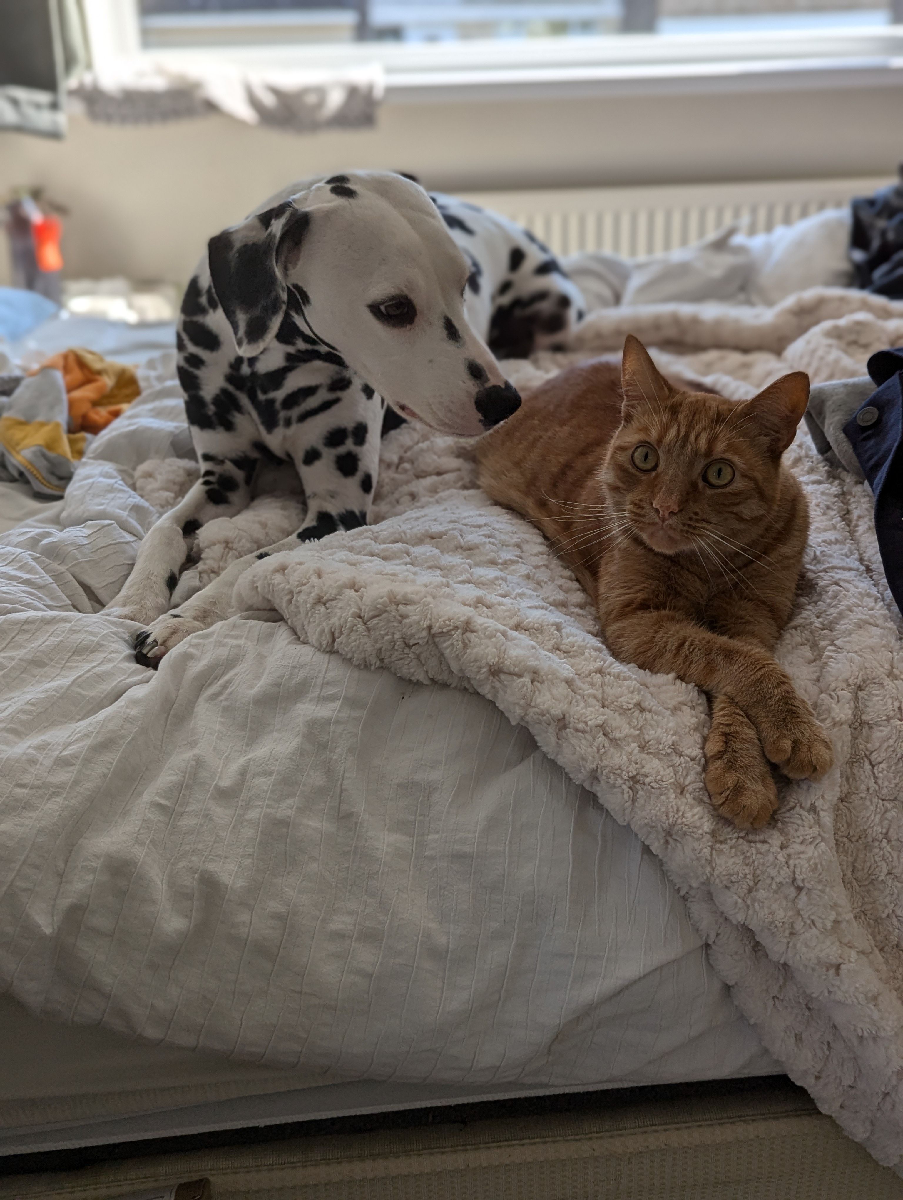 Toby  - Chapel Hill Road, York