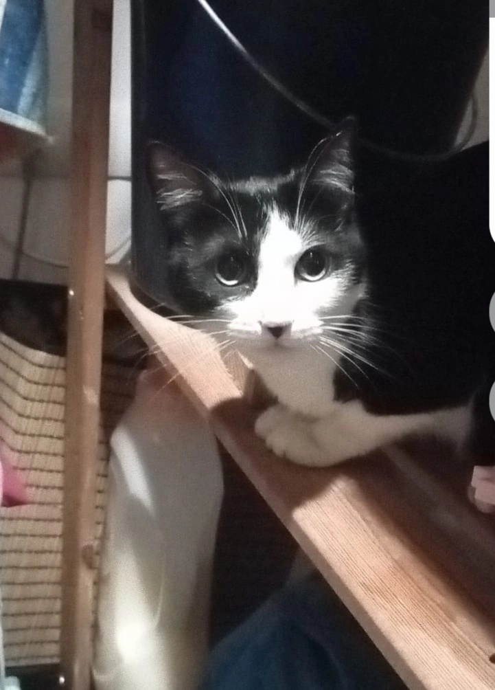 Rosita - Carrer De Vayreda, Barcelona