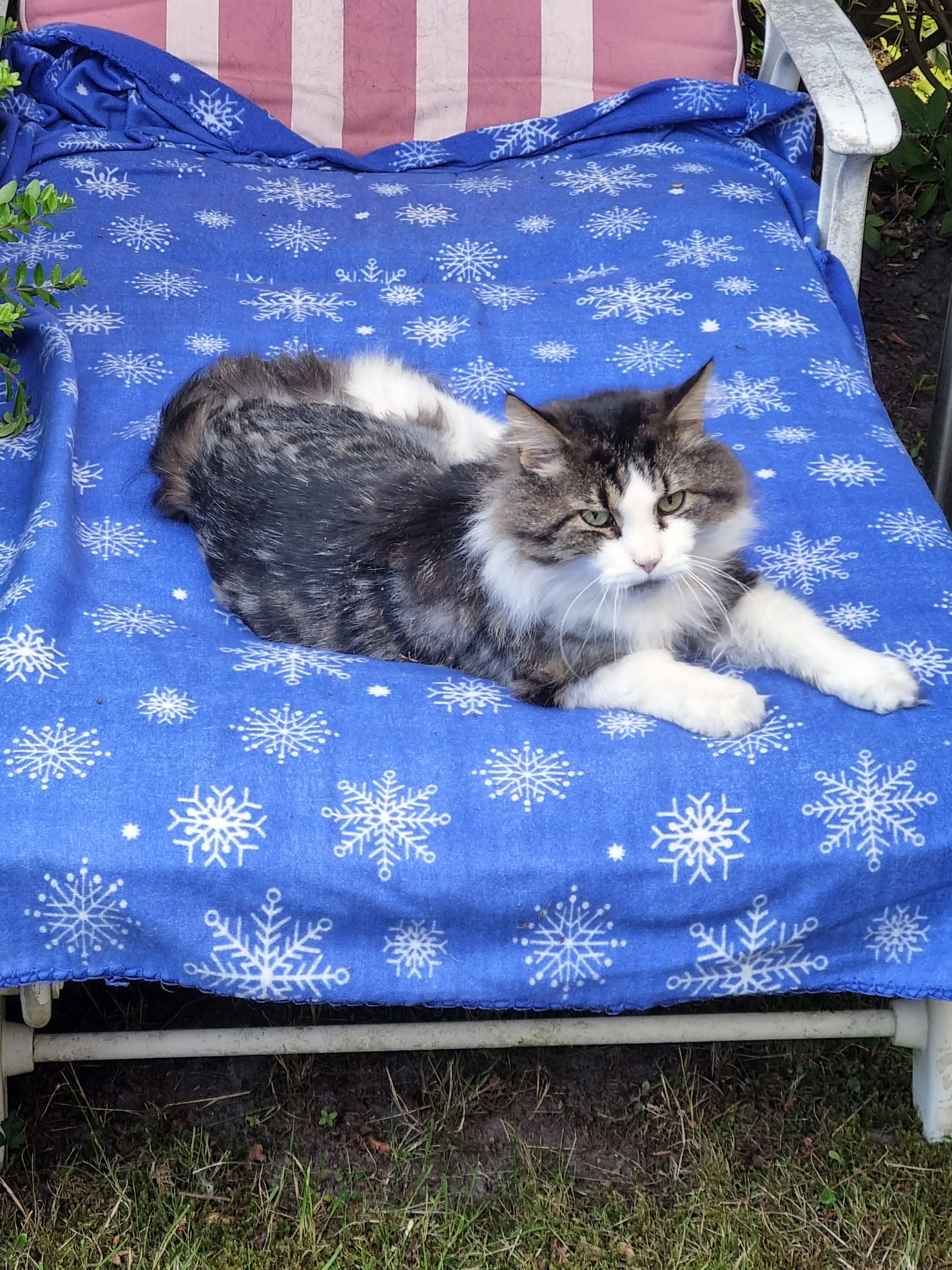 Micky - Brüggfelde, Harsefeld