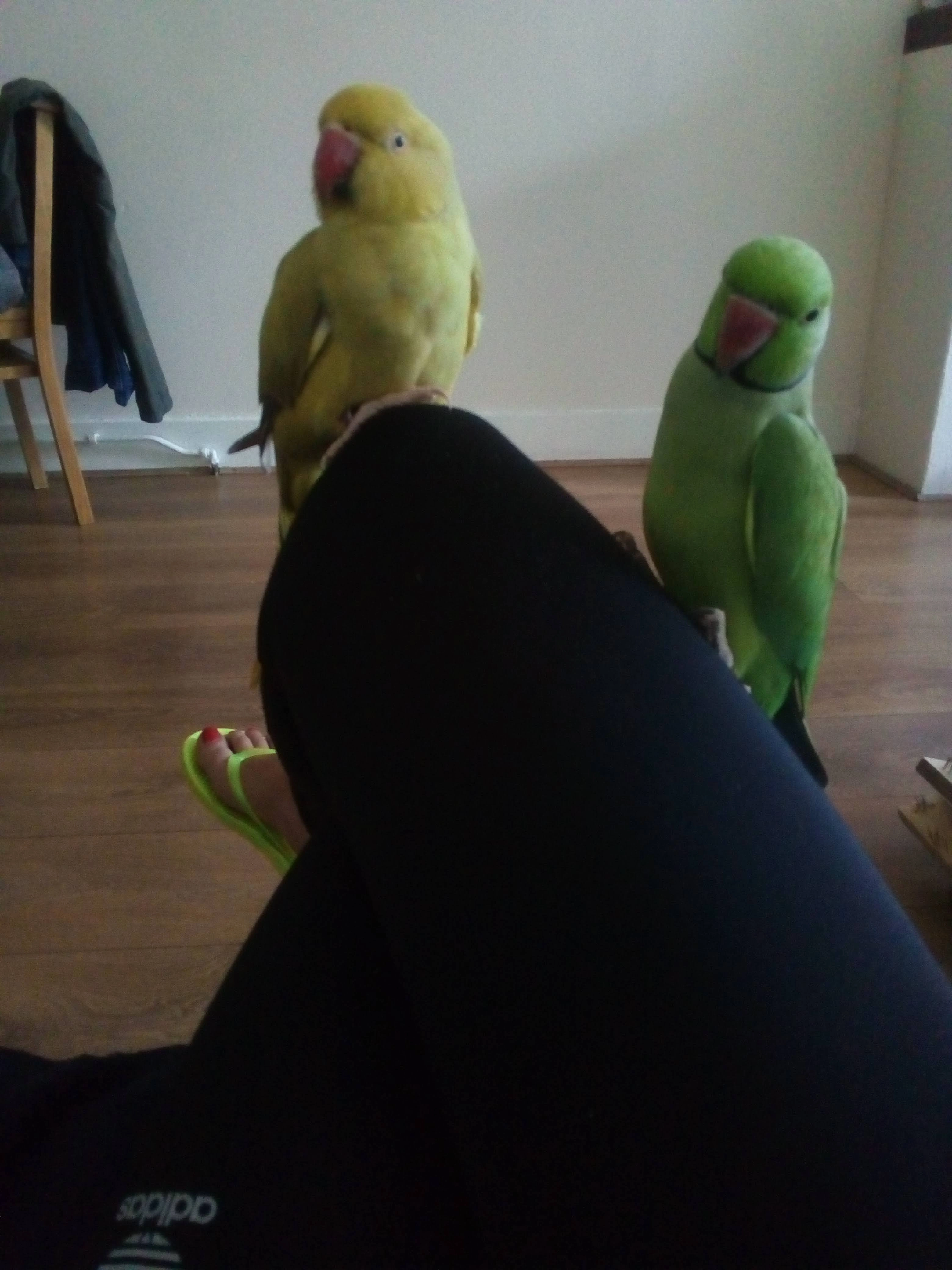 Rocko - Causton Road, Colchester