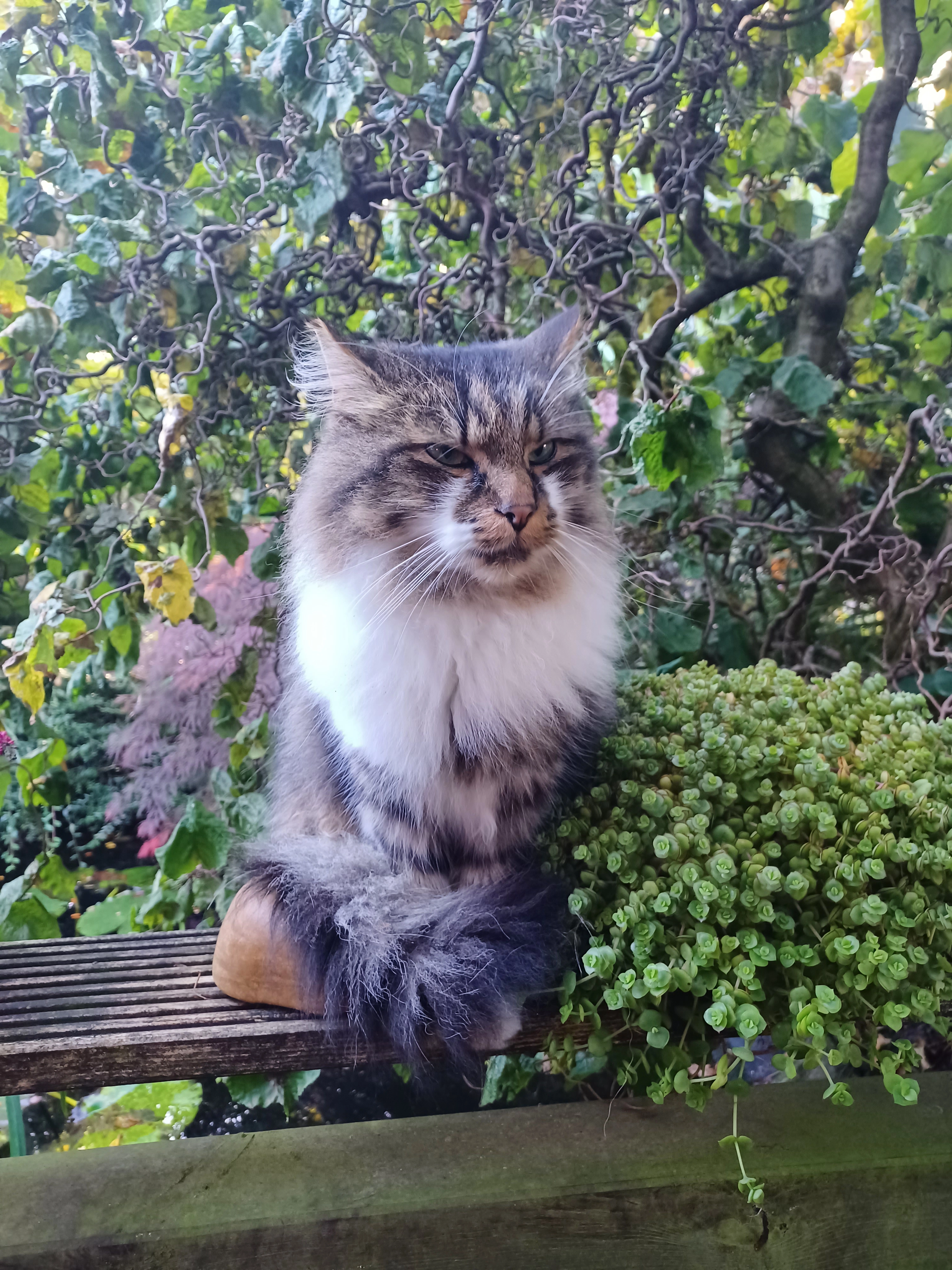 Odin - Kiebitzstraße, Jever