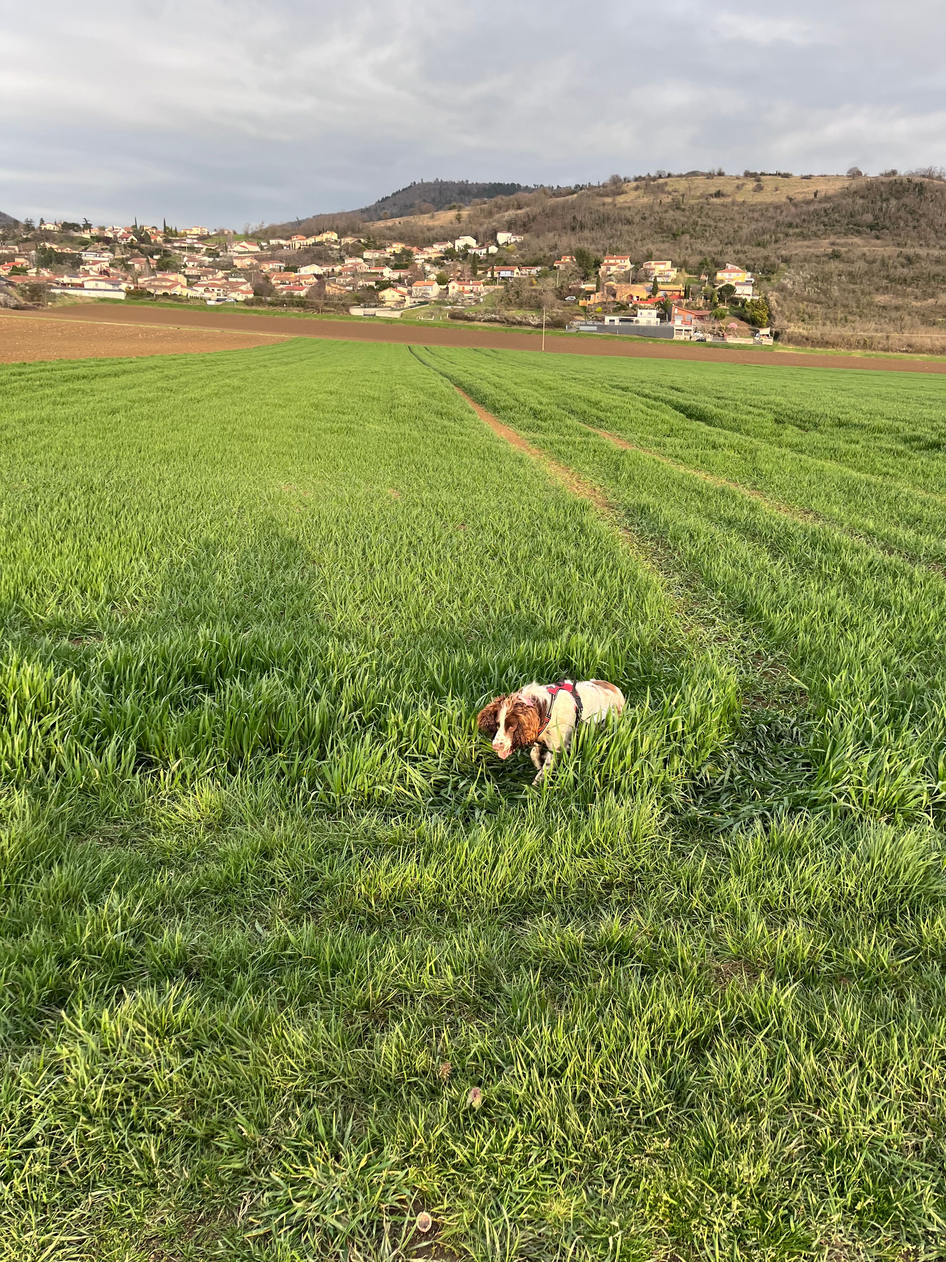 Phoebe - Route de Mirefleurs, Saint-Maurice