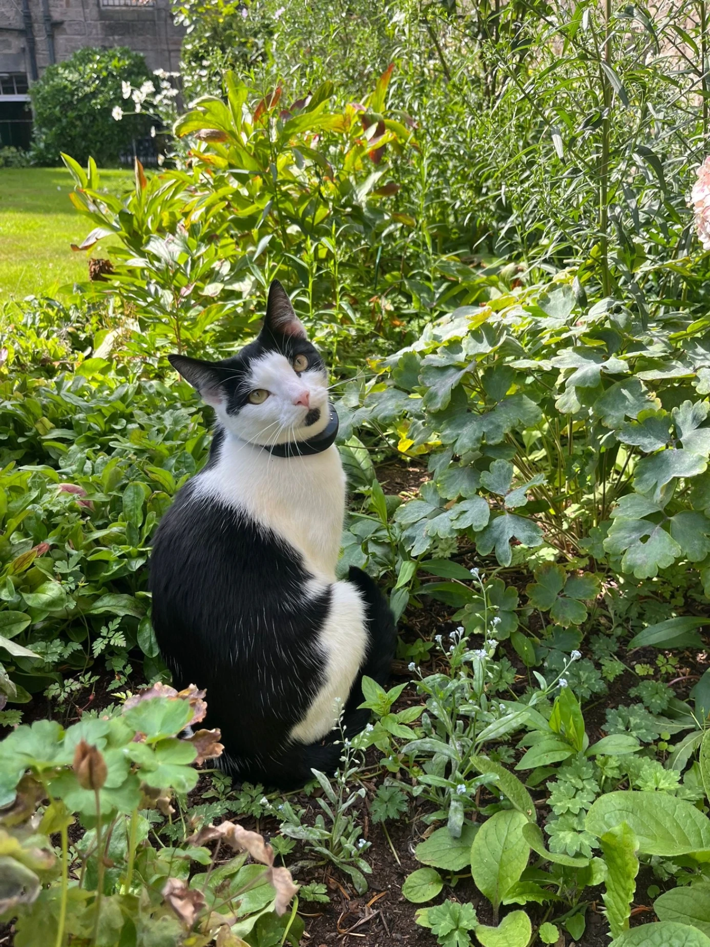 Minou - Saint Bernard's Row, Edinburgh