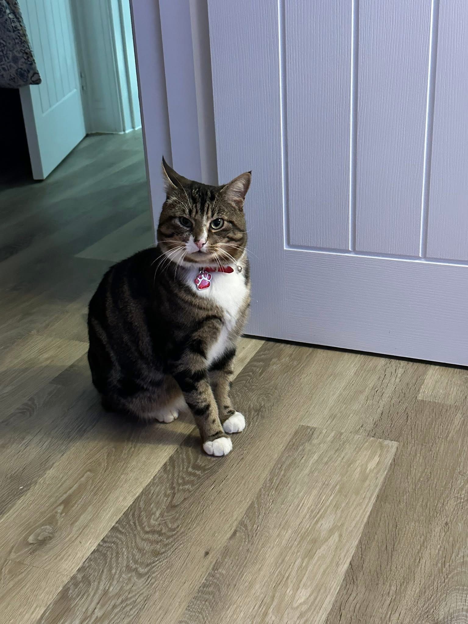 Cotton - Mirabelle Close, Ely