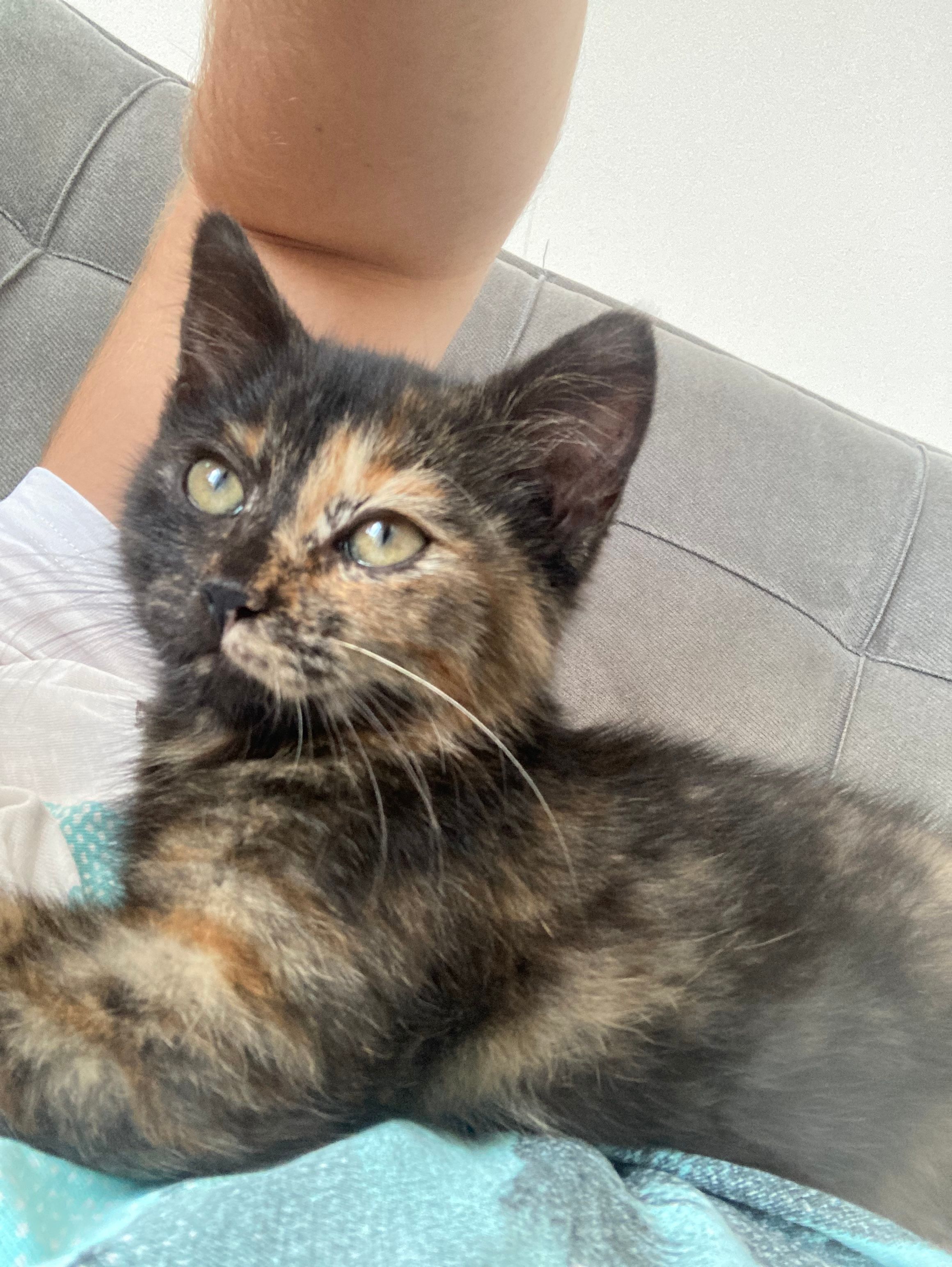 Palačinka - Spojová, Štěnovice