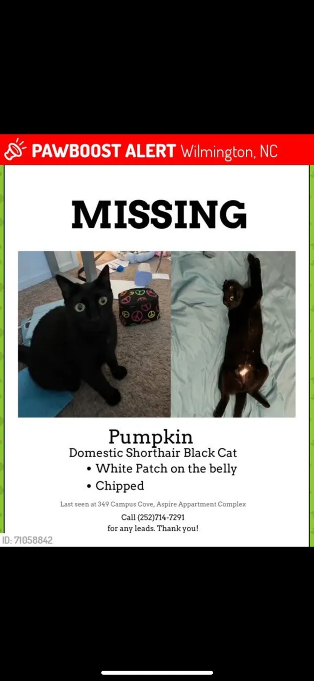 Pumpkin - 349 Campus Cv, Wilmington