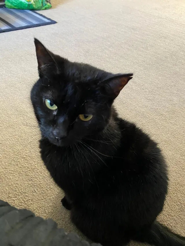 Biscuit - Garton Close, Nottingham