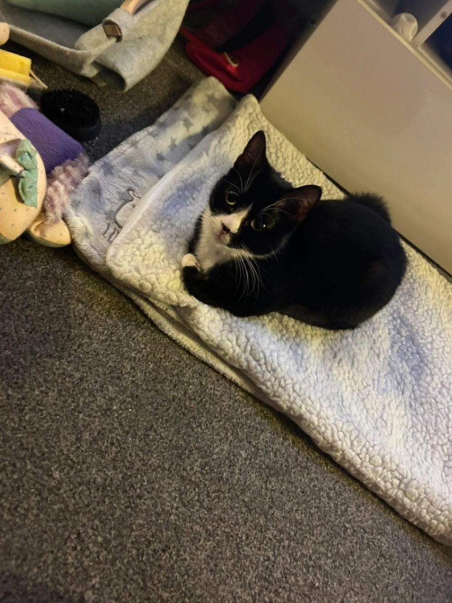 Bella - Langdale Close, Castleford