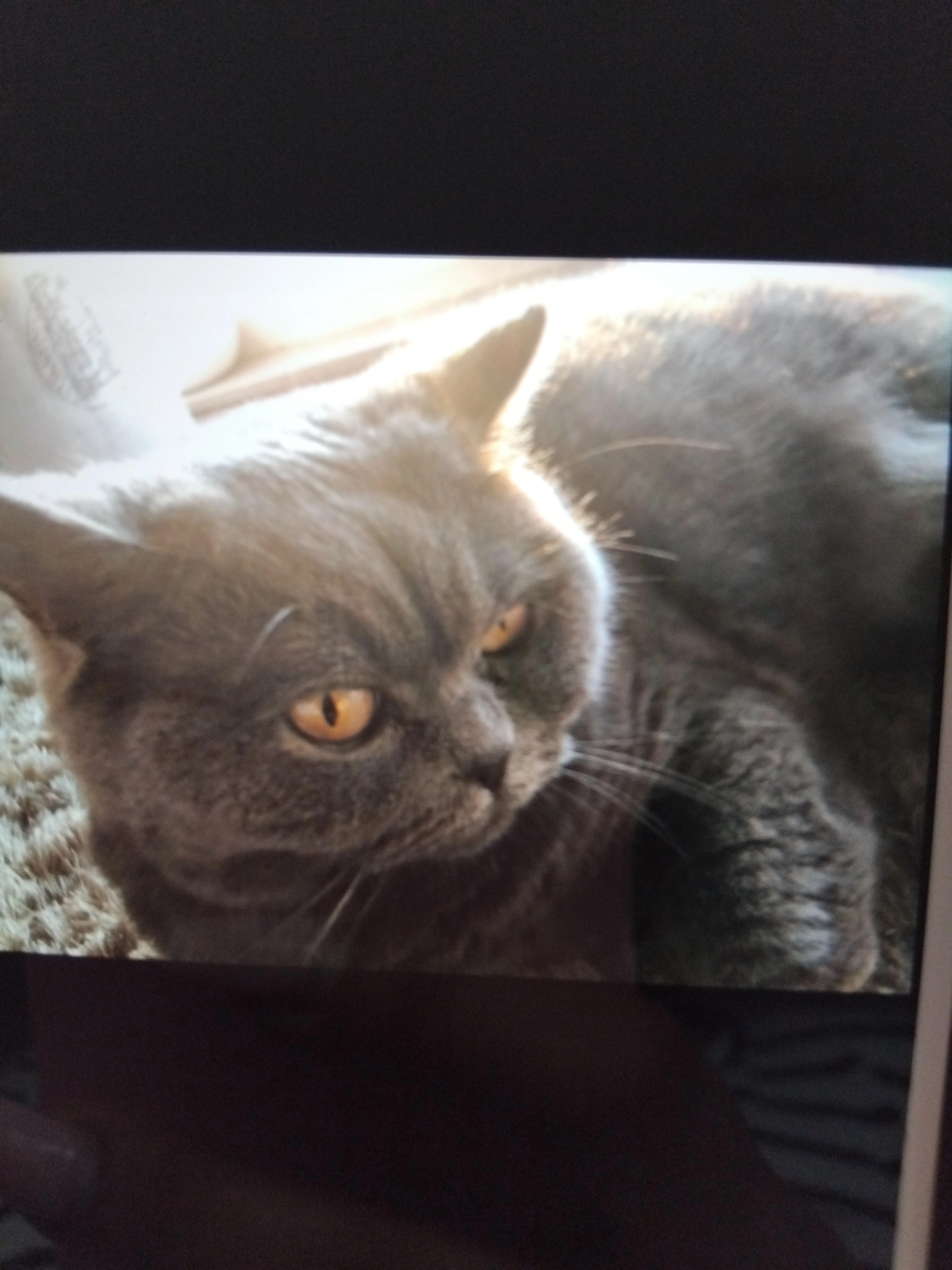 Cherry - Hinter den Ulmen 32, Frankfurt am Main