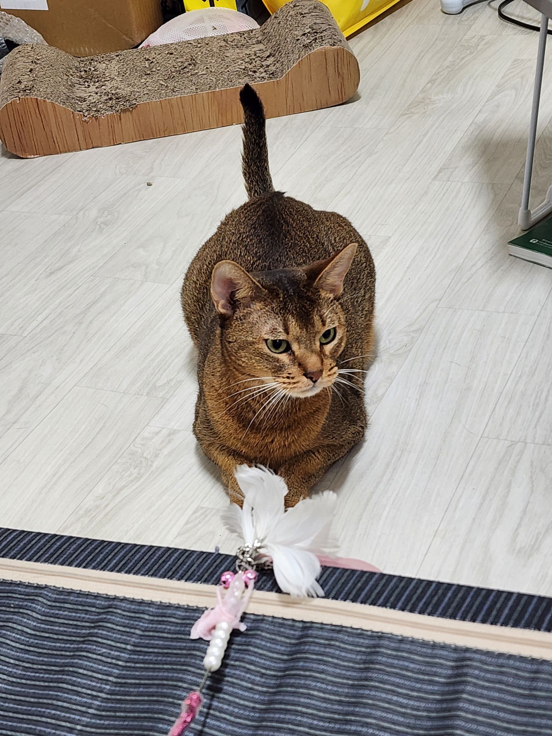 나비 - 노량진로32길, ソウル特別市