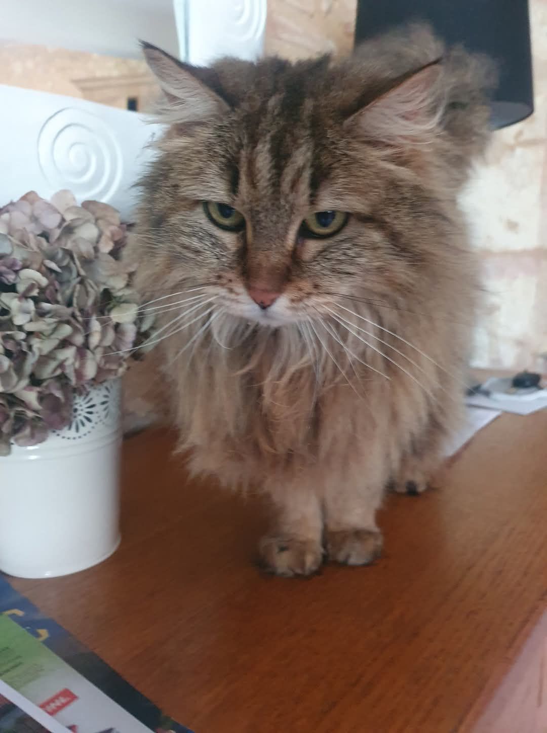 Yumi - Impasse Rudeaux, Chalagnac