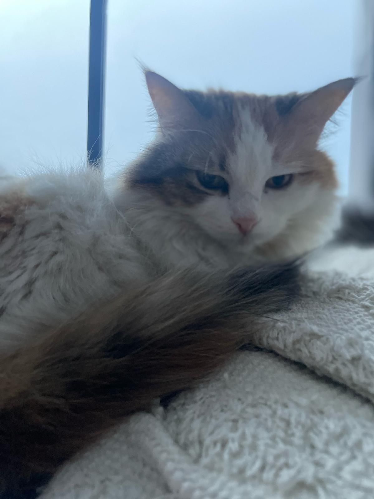 TOFU - Calle de la Hermana Mercedes 23, Valencia