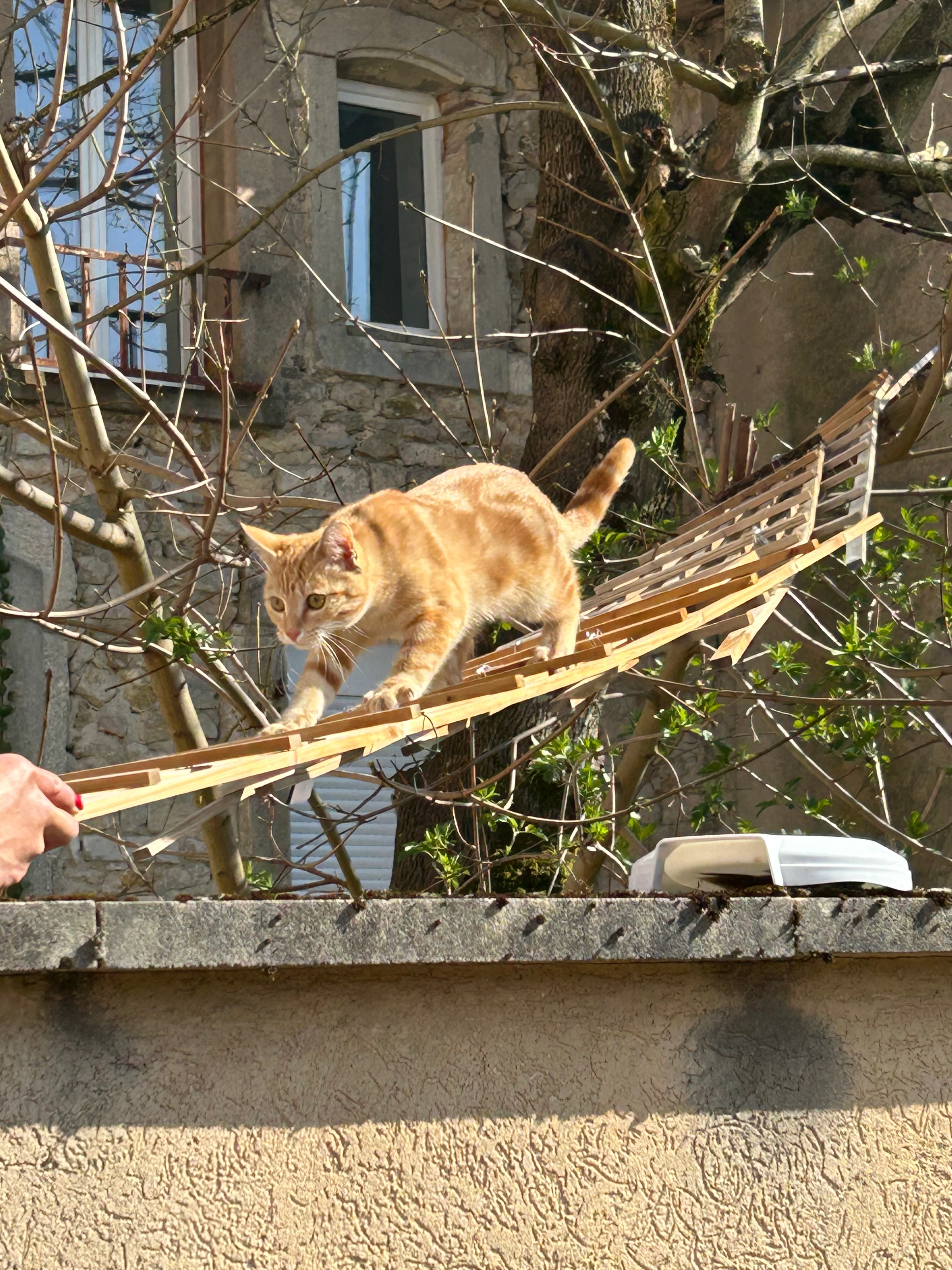 Praline  - 3 Rue du Terreau, Toul