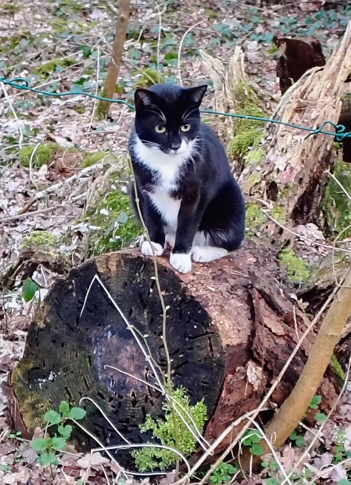 Spencer - Am Nordhang, Selfkant