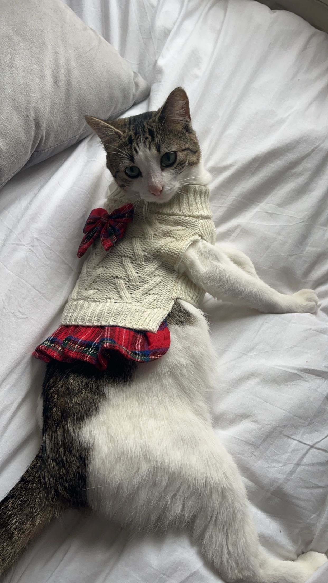 Daisy - Kernanstown, Carlow