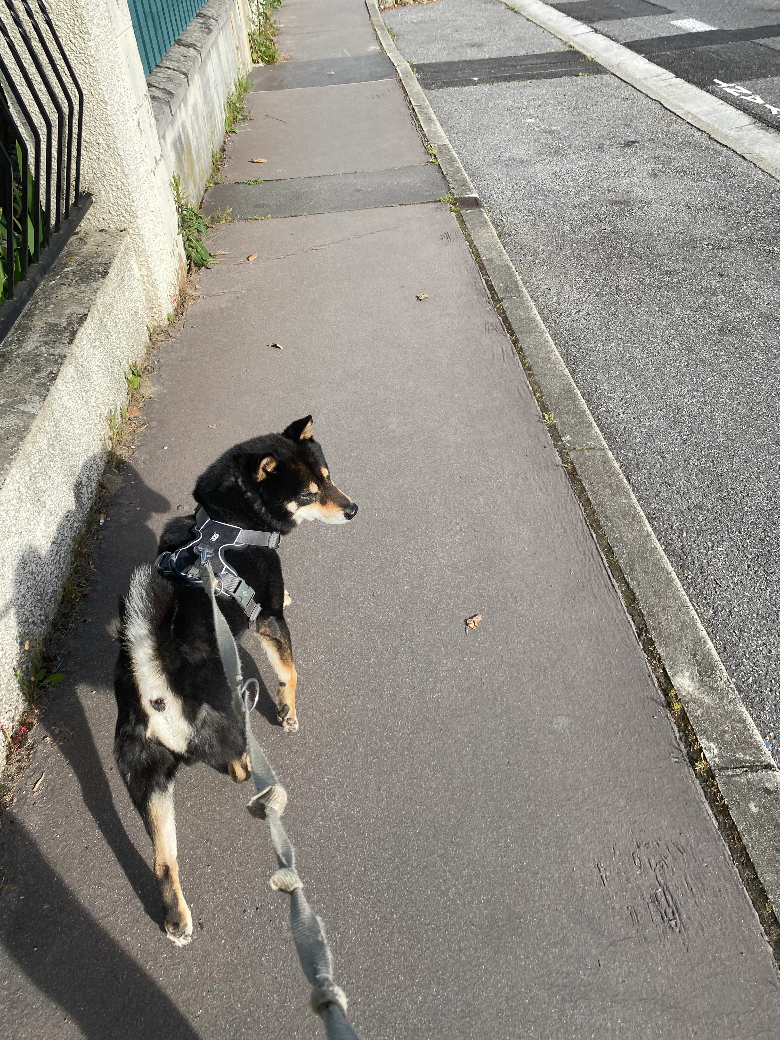 Luffy - 6 Rue de l'Écureuil, Toulouse