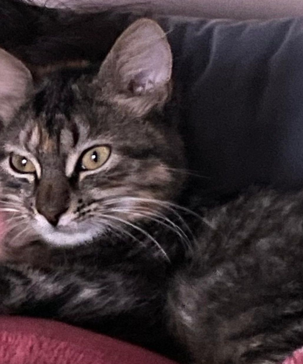 Tigra - Rue Cadi Moreno Pinede, Souissi