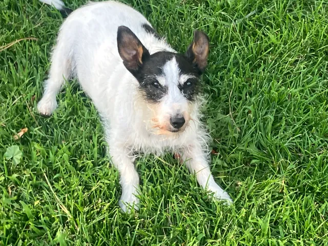Lily - 9145 Oberon Rd, Arvada