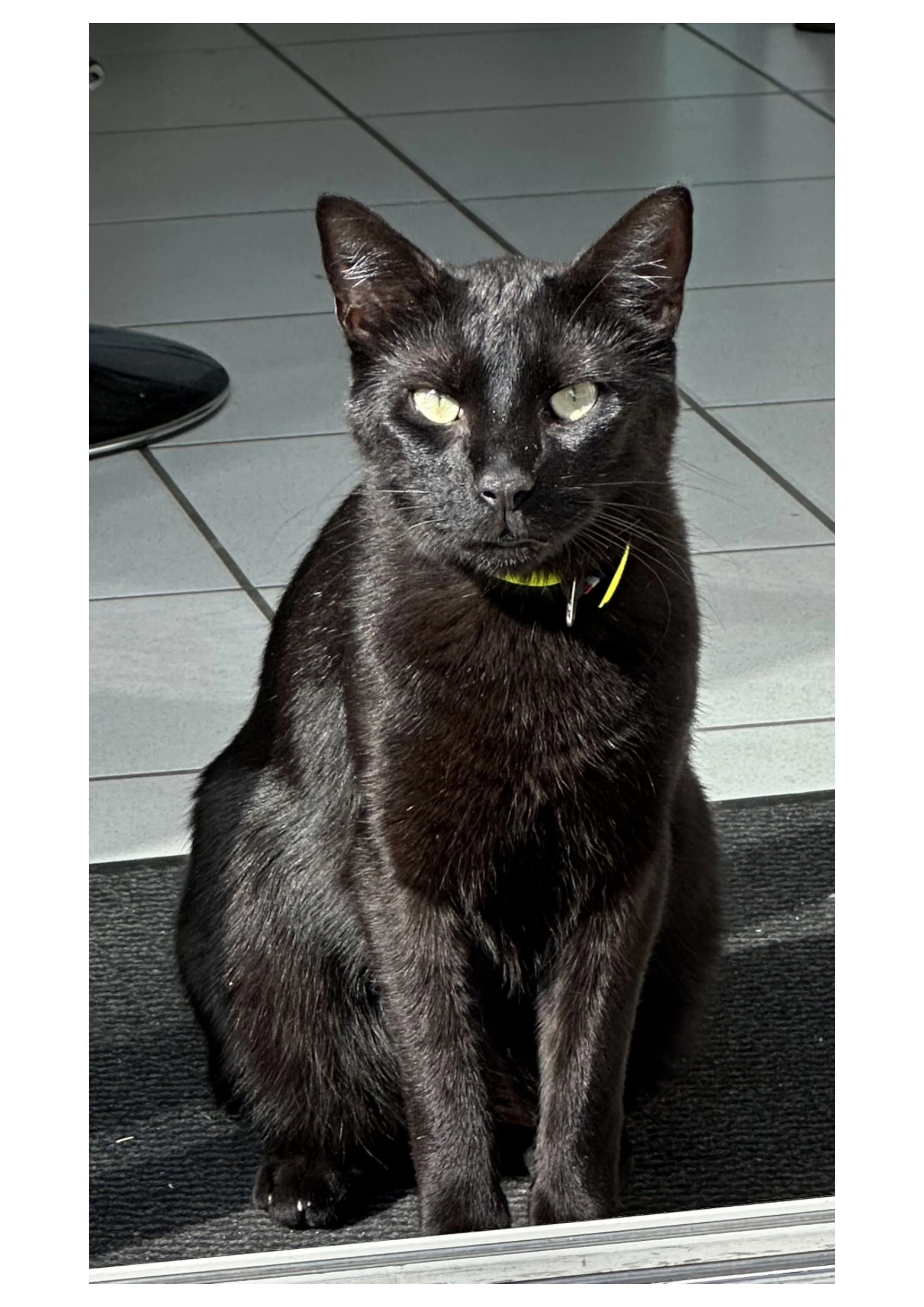 NELSON - 270 Chemin des Ports, Chatte