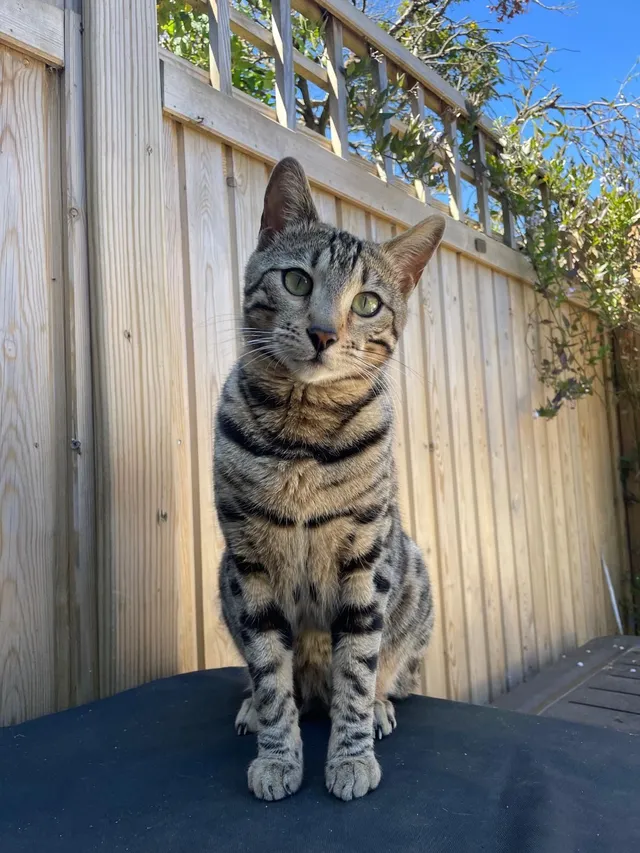 Alfie - Carthouse Lane, Woking