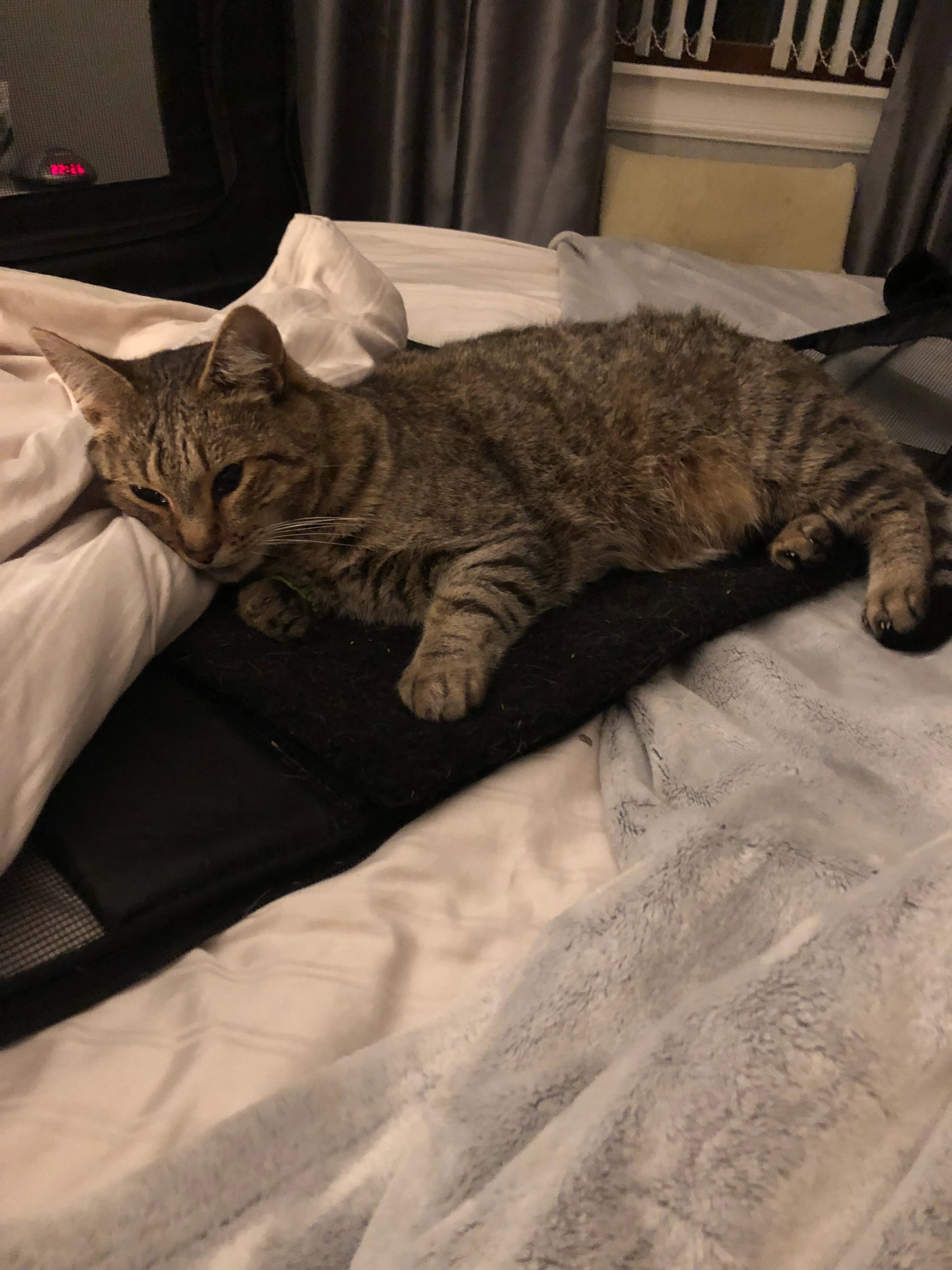 Samson - Northbank Drive, Bo'ness