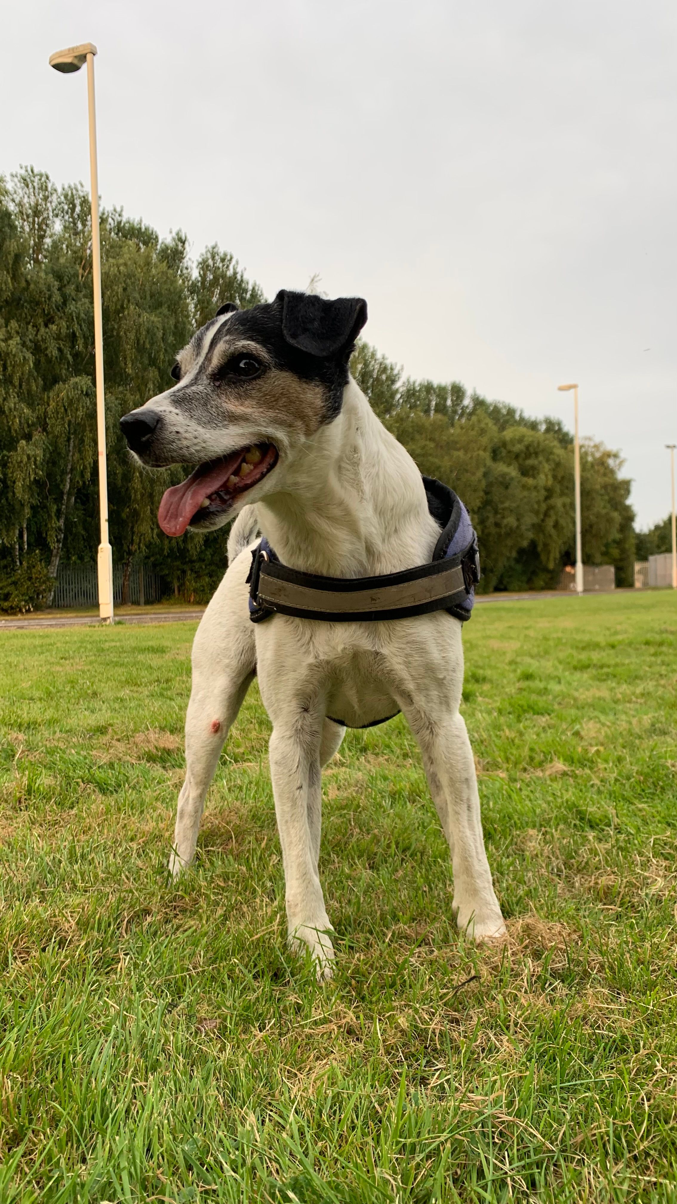 Hello i mising my dog in hull - Chanterlands Avenue, Hull