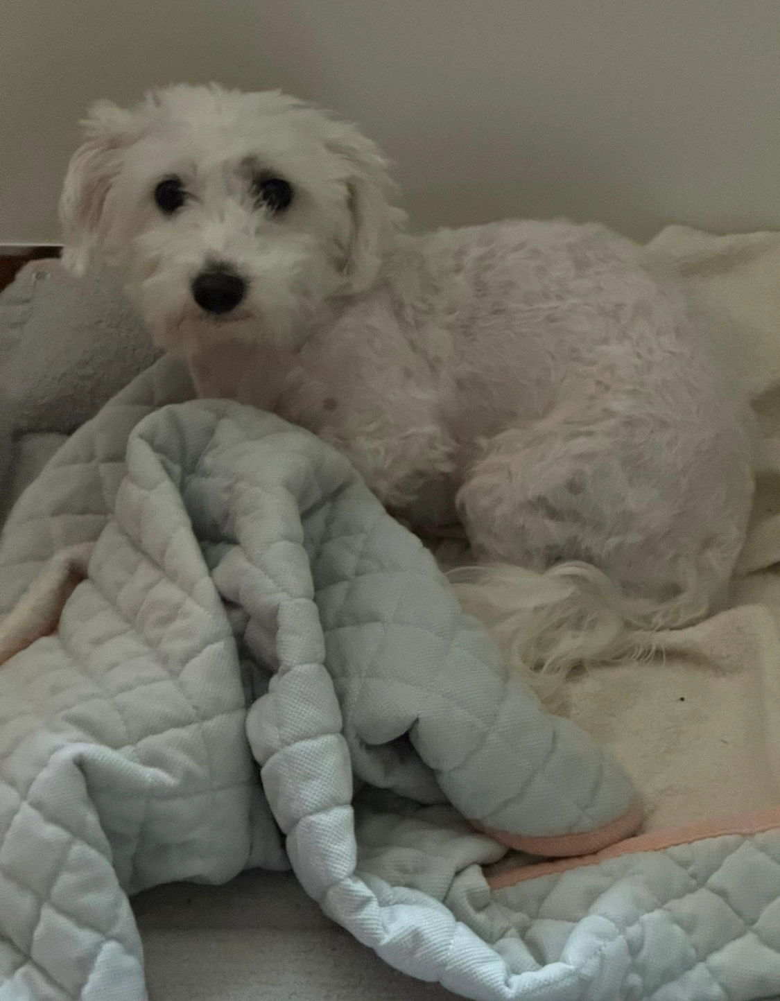 Snoopy - Unseburg, Bördeaue