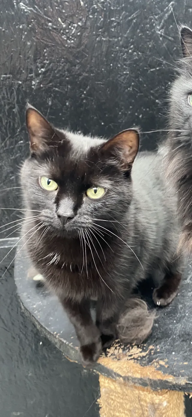 Dexter  - Wheatley Road, Isleworth
