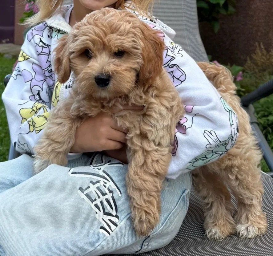 Bell - Hillingdon Hill, Uxbridge