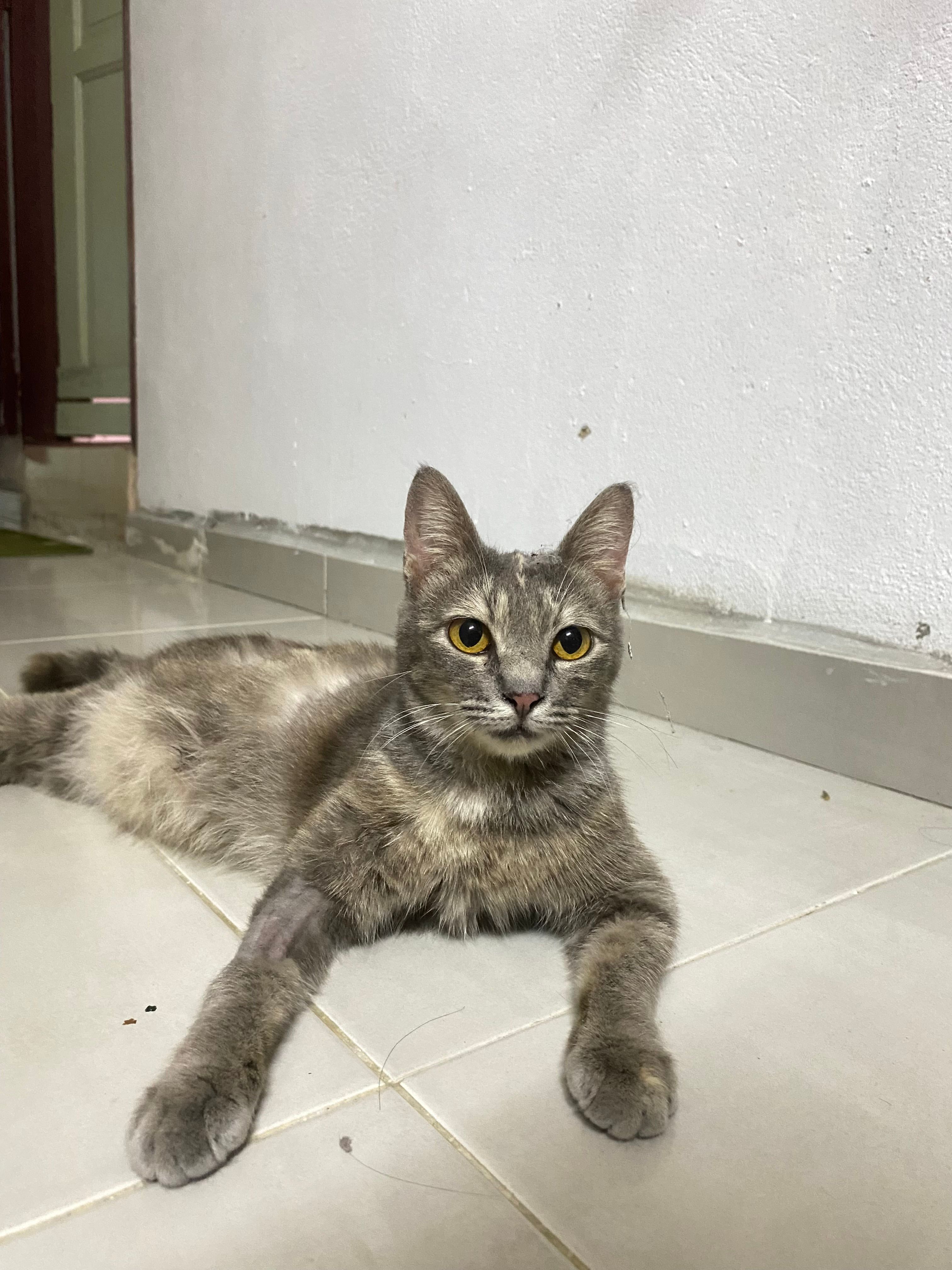 Gray - 13200, Kepala Batas