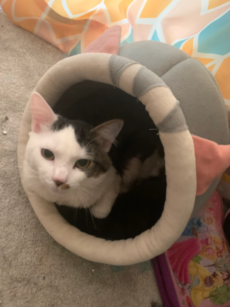 Simba - HA1 4, Harrow