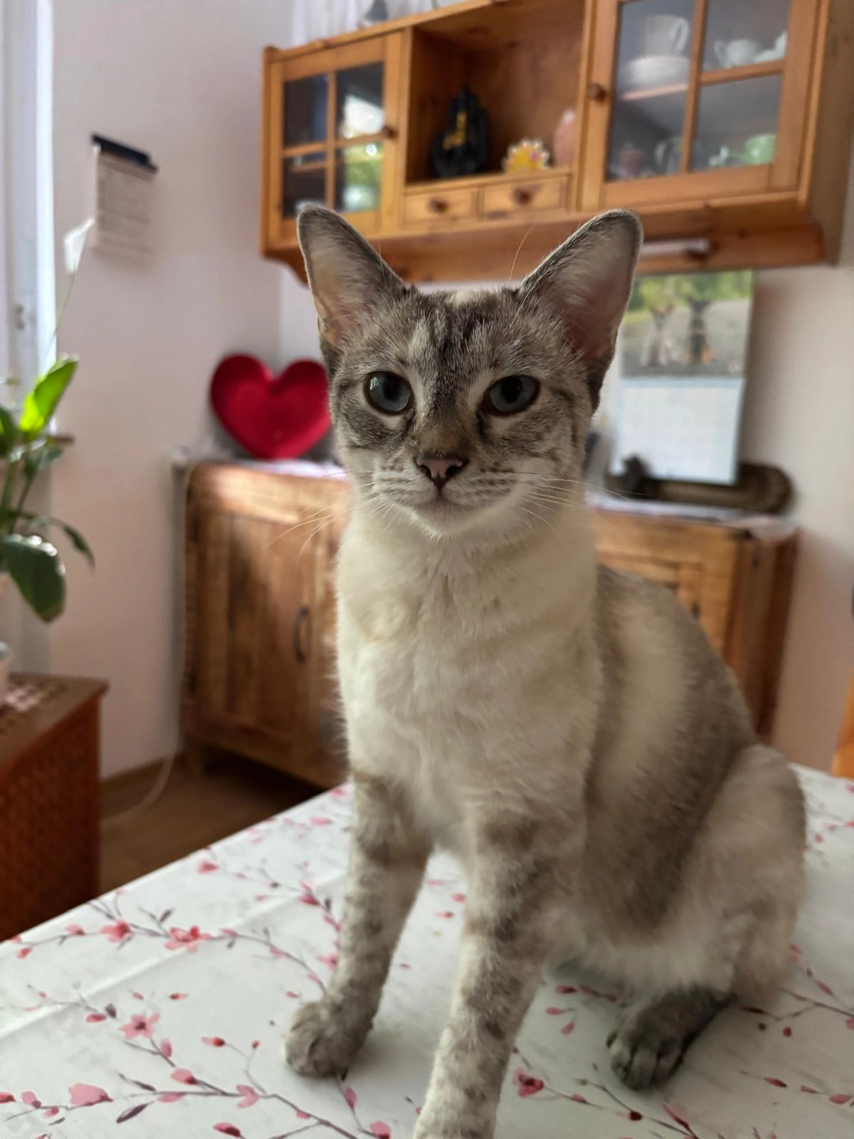 Minnie Mitzi - Im Eichwald, Heidelberg