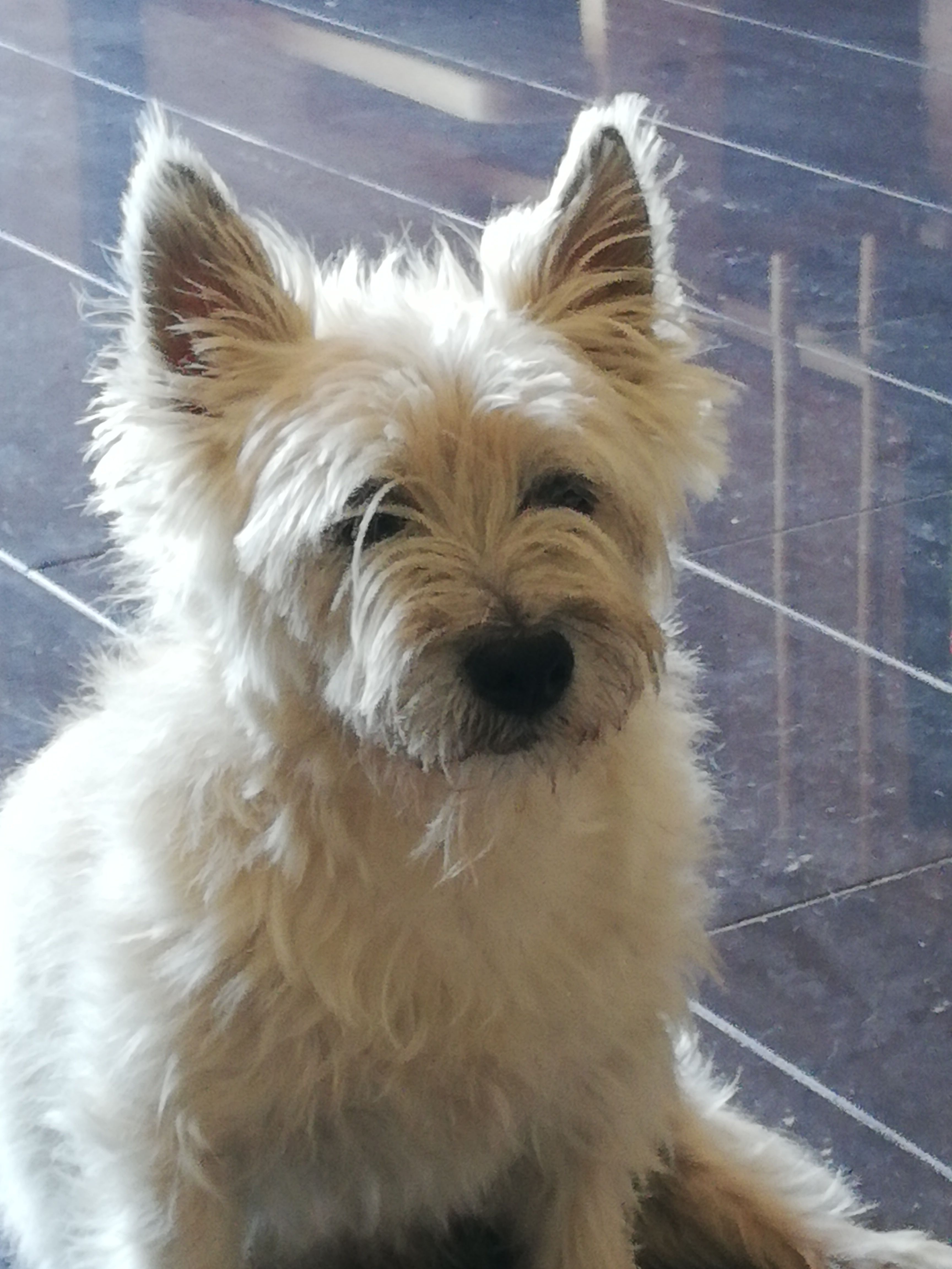 Ronja - Spazierweg Paspels - Almens, Oberhalb Almens 